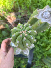 💎👑💎 SASS — Fat Pupping Slab Graft