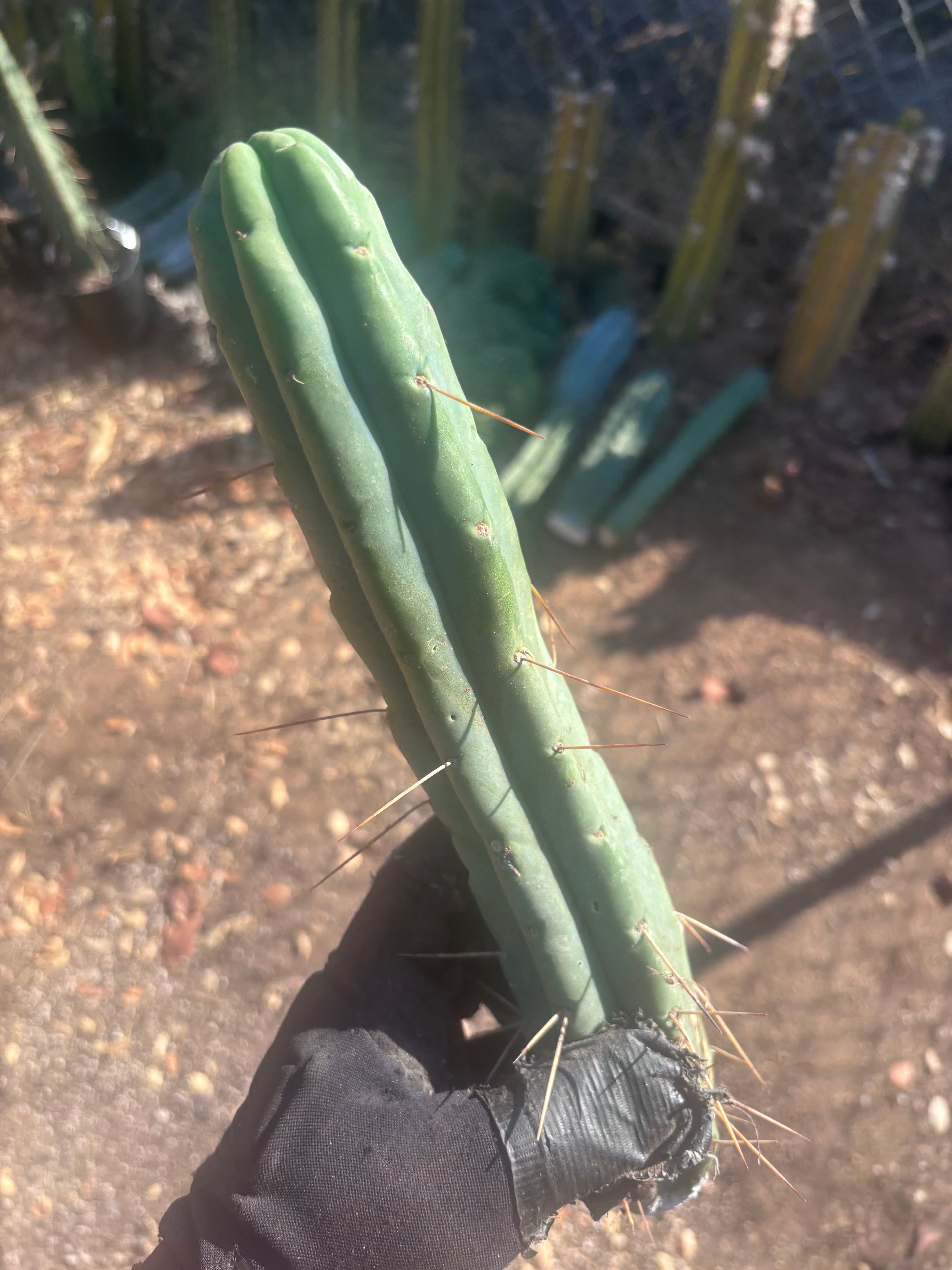 👑🌶️🌶️  Jiimz Twin Spine — 10” Tips