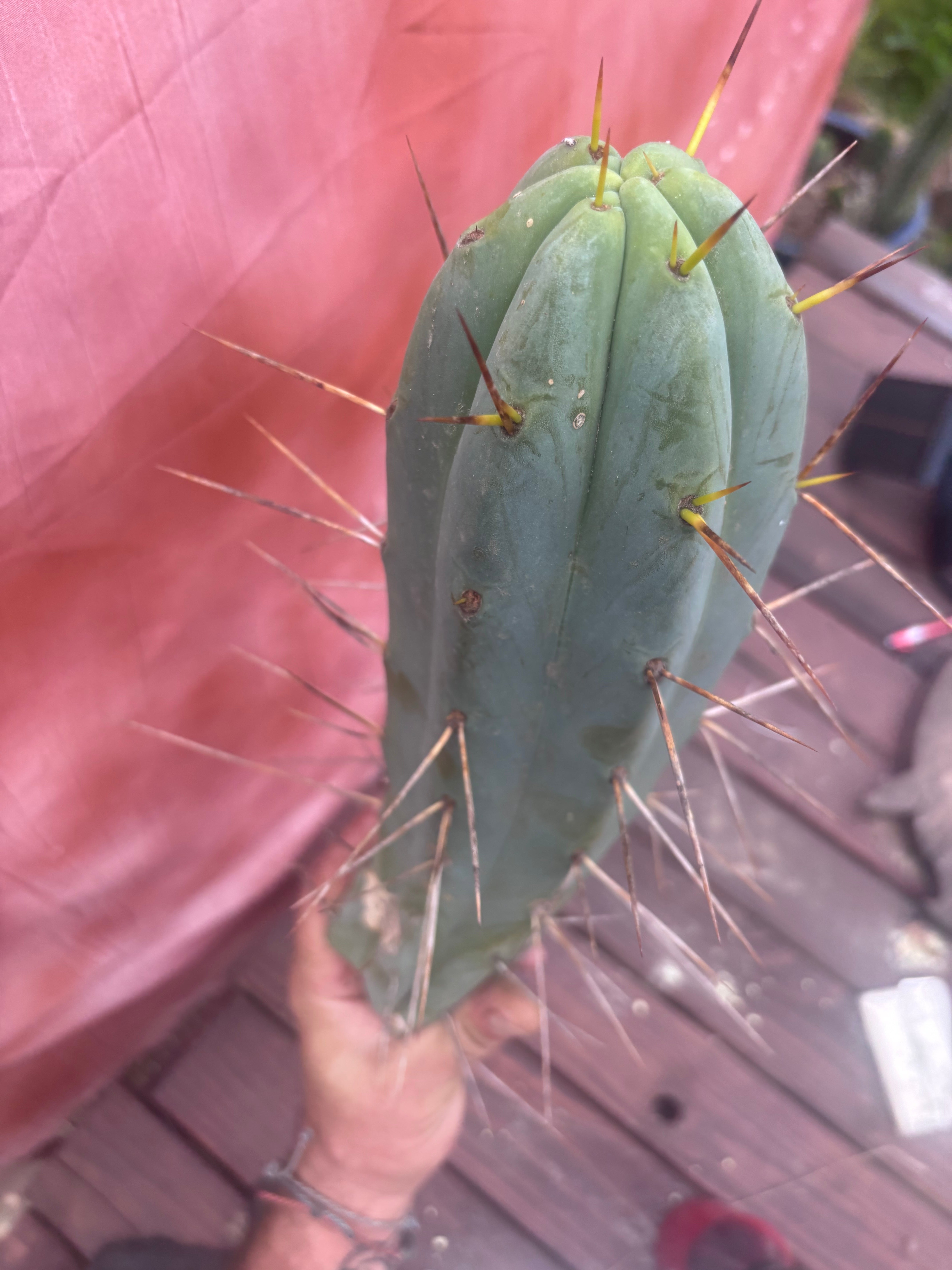 👑🌶️ Champagne — XL 14” Pup