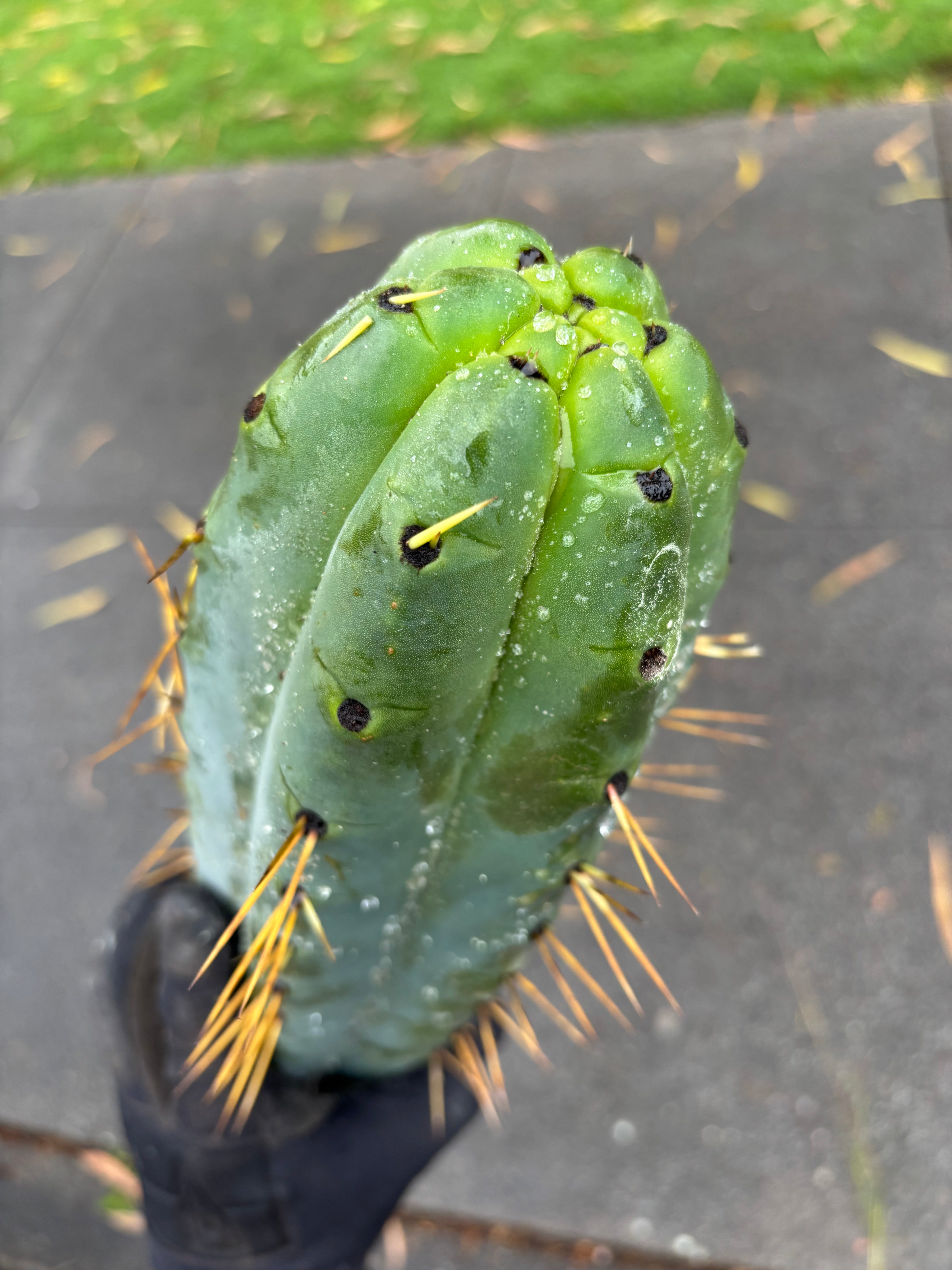 💎🌶️ SS02 x Yowie  — Massive 11” Tip