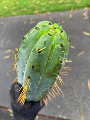 💎🌶️ SS02 x Yowie  — Massive 11” Tip