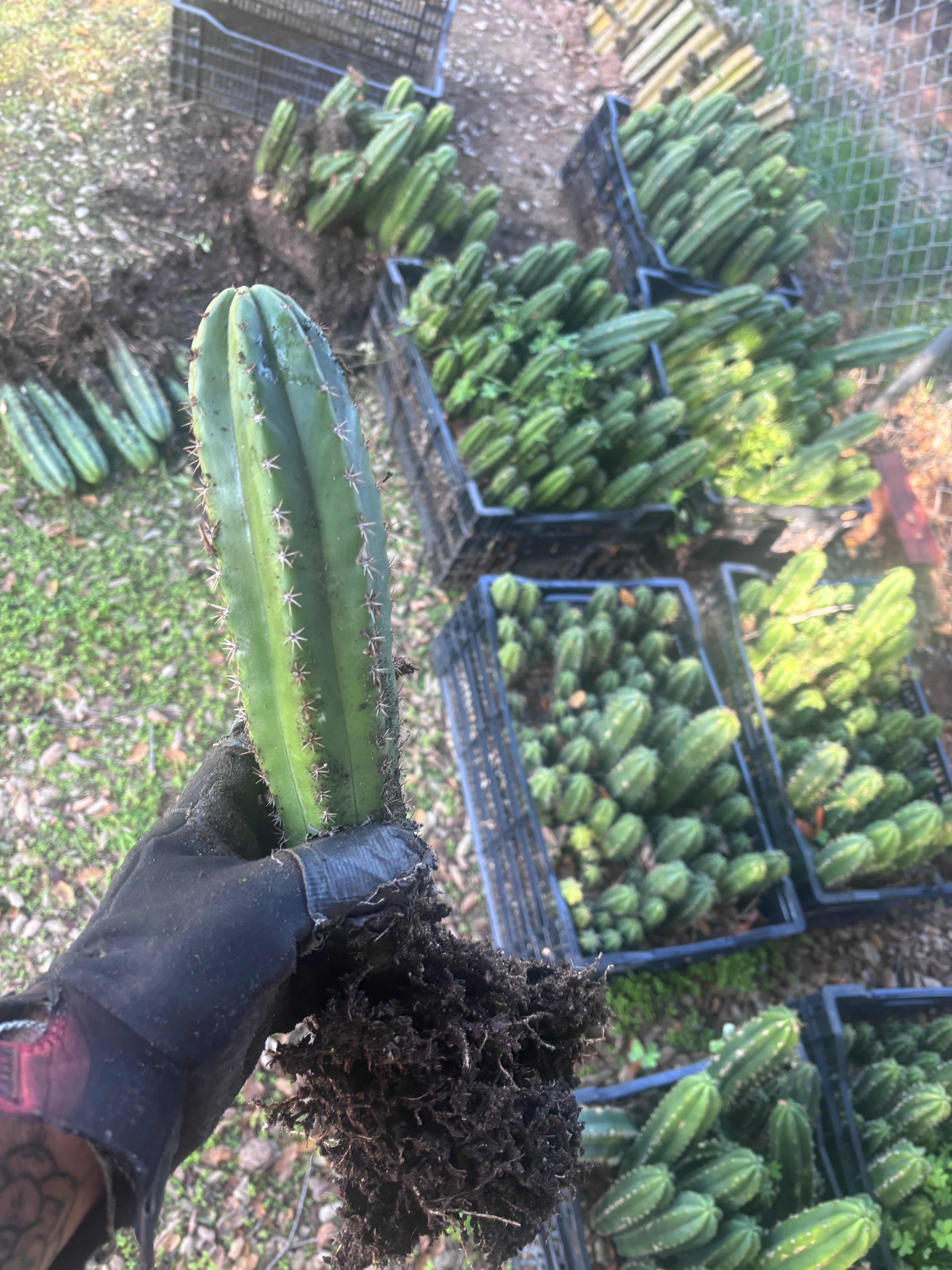 🎁🌶️ NEW Add On Freebie! — DeCosta x Bob, Large Yearlings