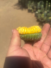 💎🔰💎 Crested Variegated Pachanoi — Perfect Color Split Crest w/ Roots