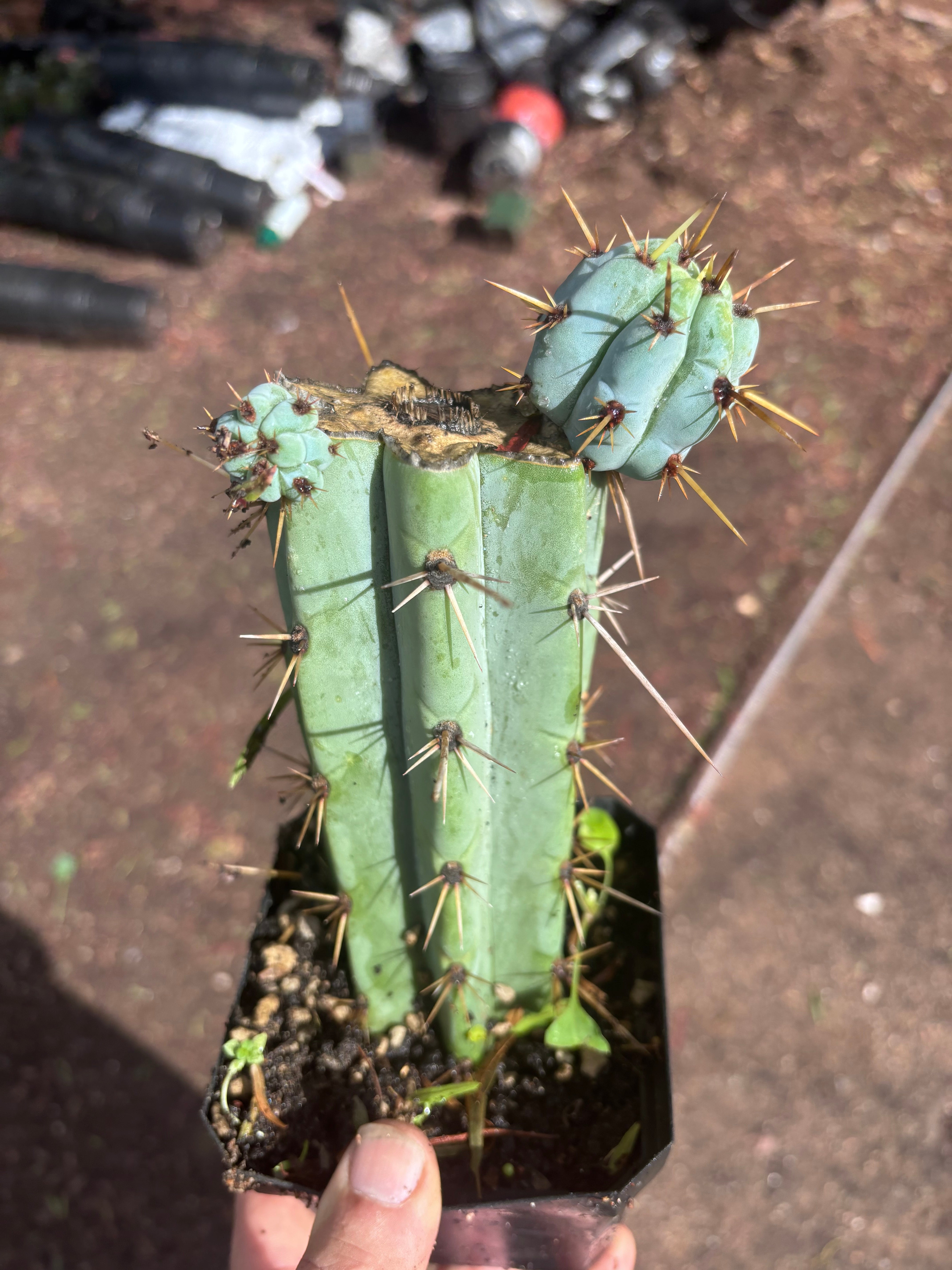 🌶️ Psycho0’ x OTB — Rooted Mid with Pups