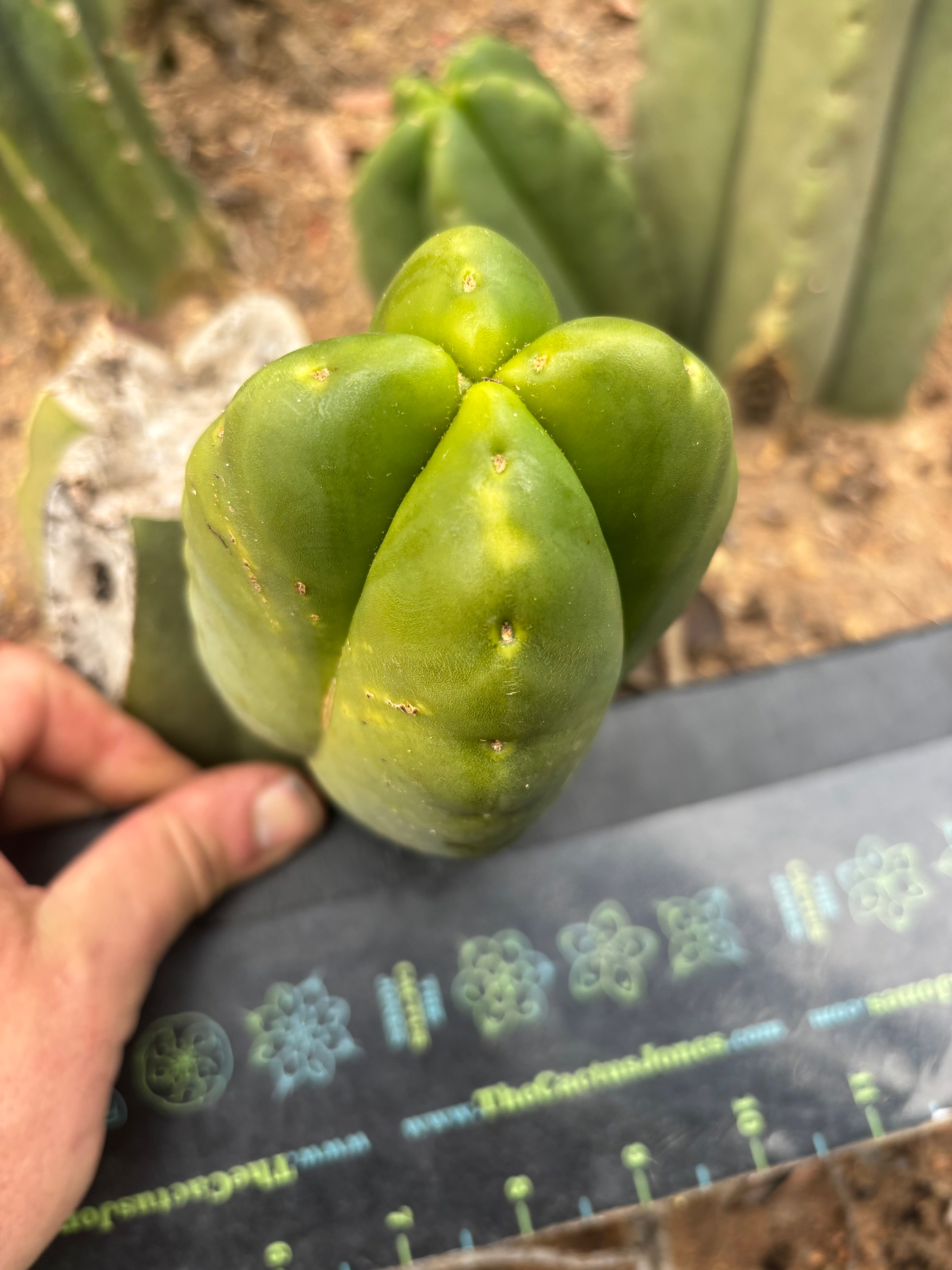 💎👑💎🌶️ Ferah! — FourWang Chub Muffin