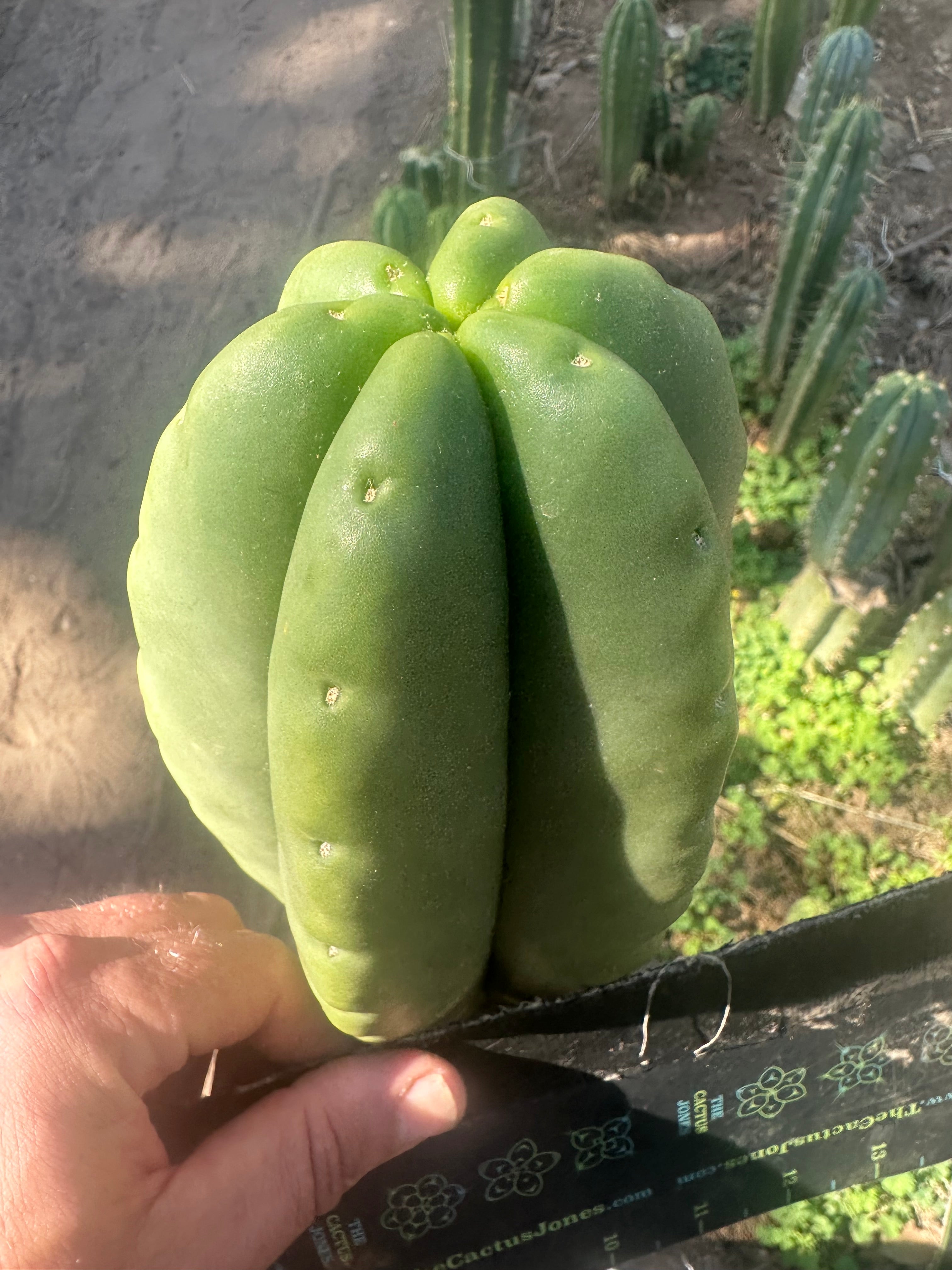 💎👑💎  Ferah! — Another THICK Tip