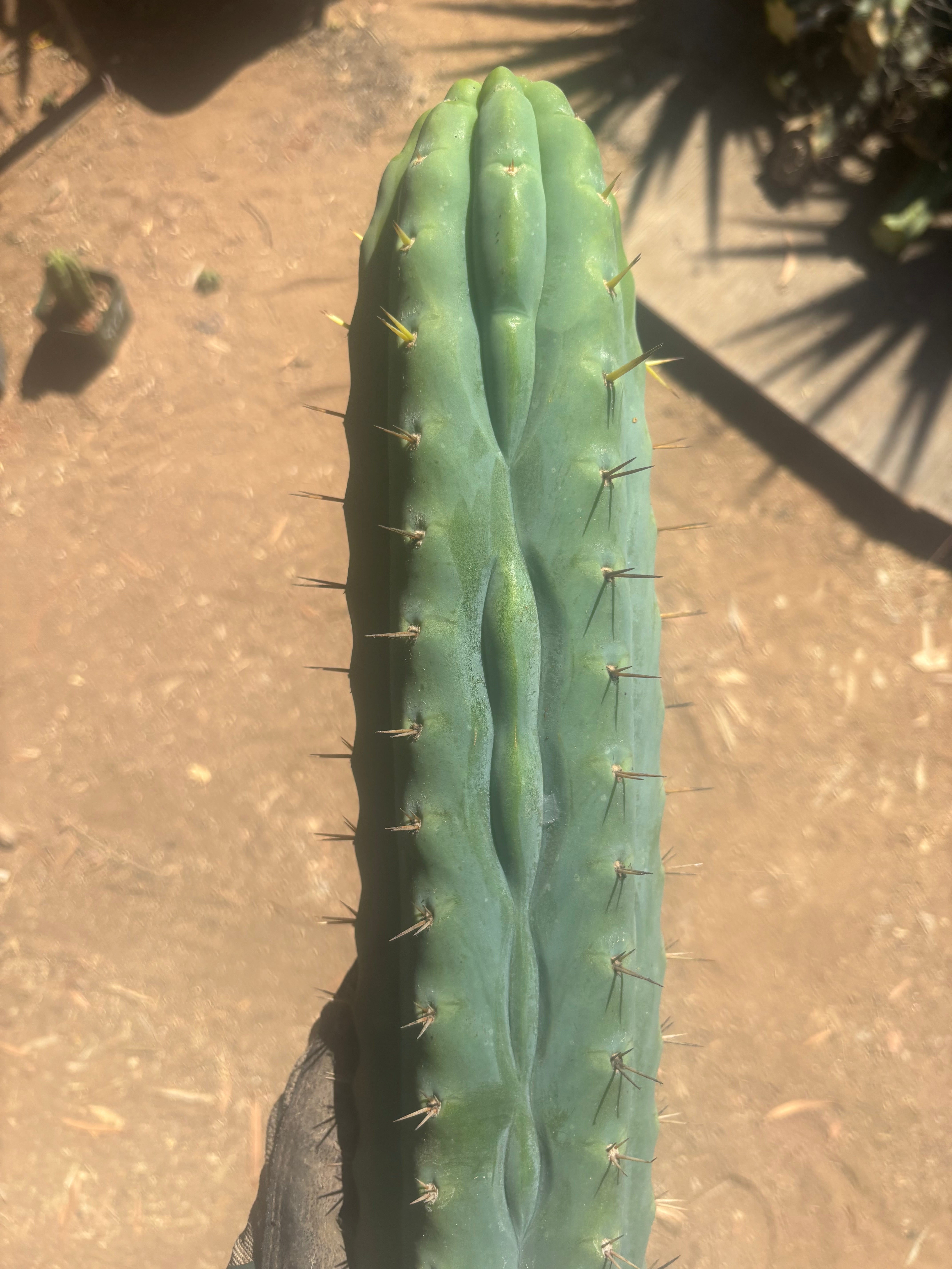 💎👑🌶️  Ashdod — XL 17” Magnum Tip