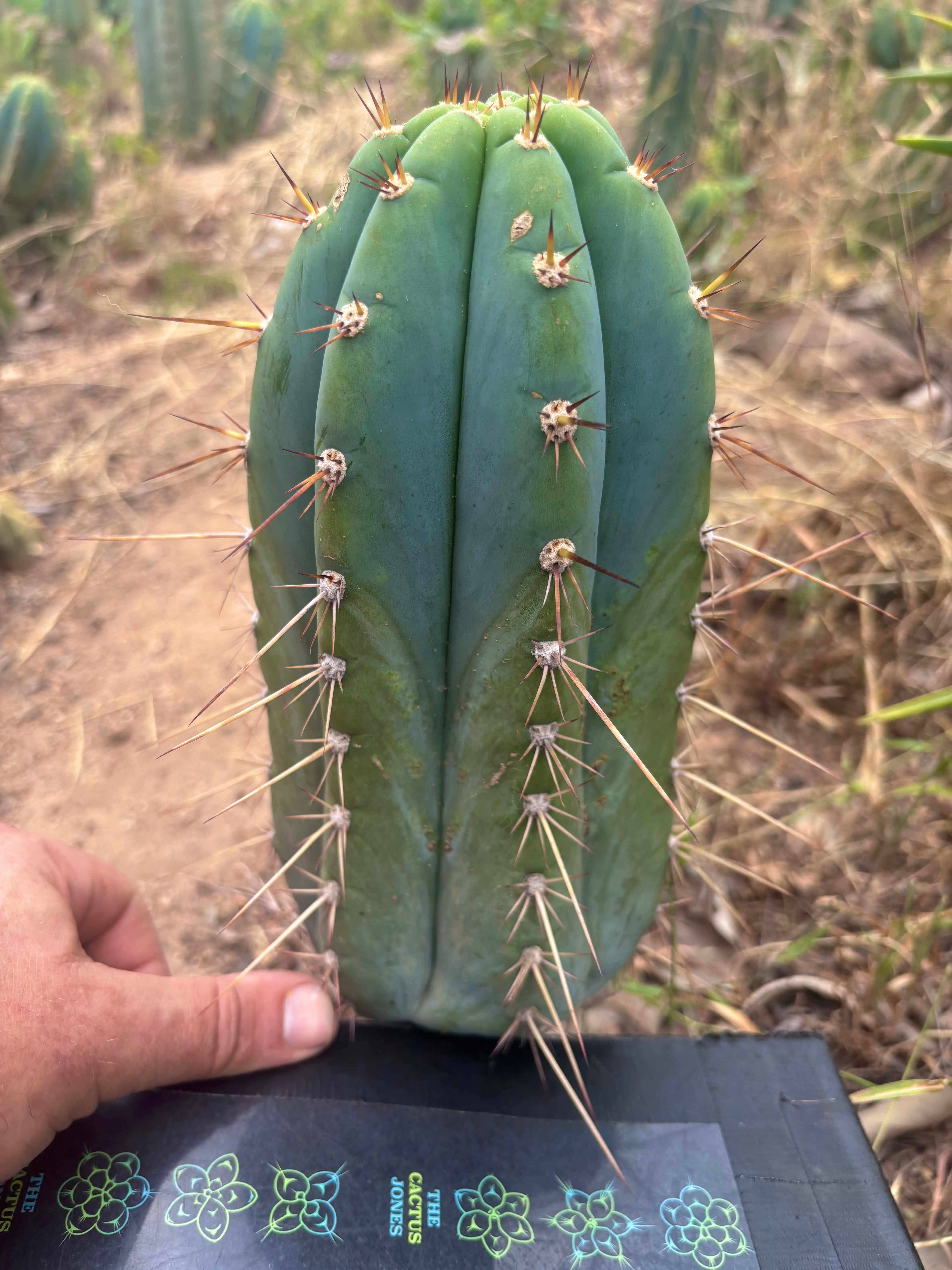 💎👑🌶️ CGG — 10” Blue Melon