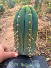💎👑🌶️ CGG — 10” Blue Melon
