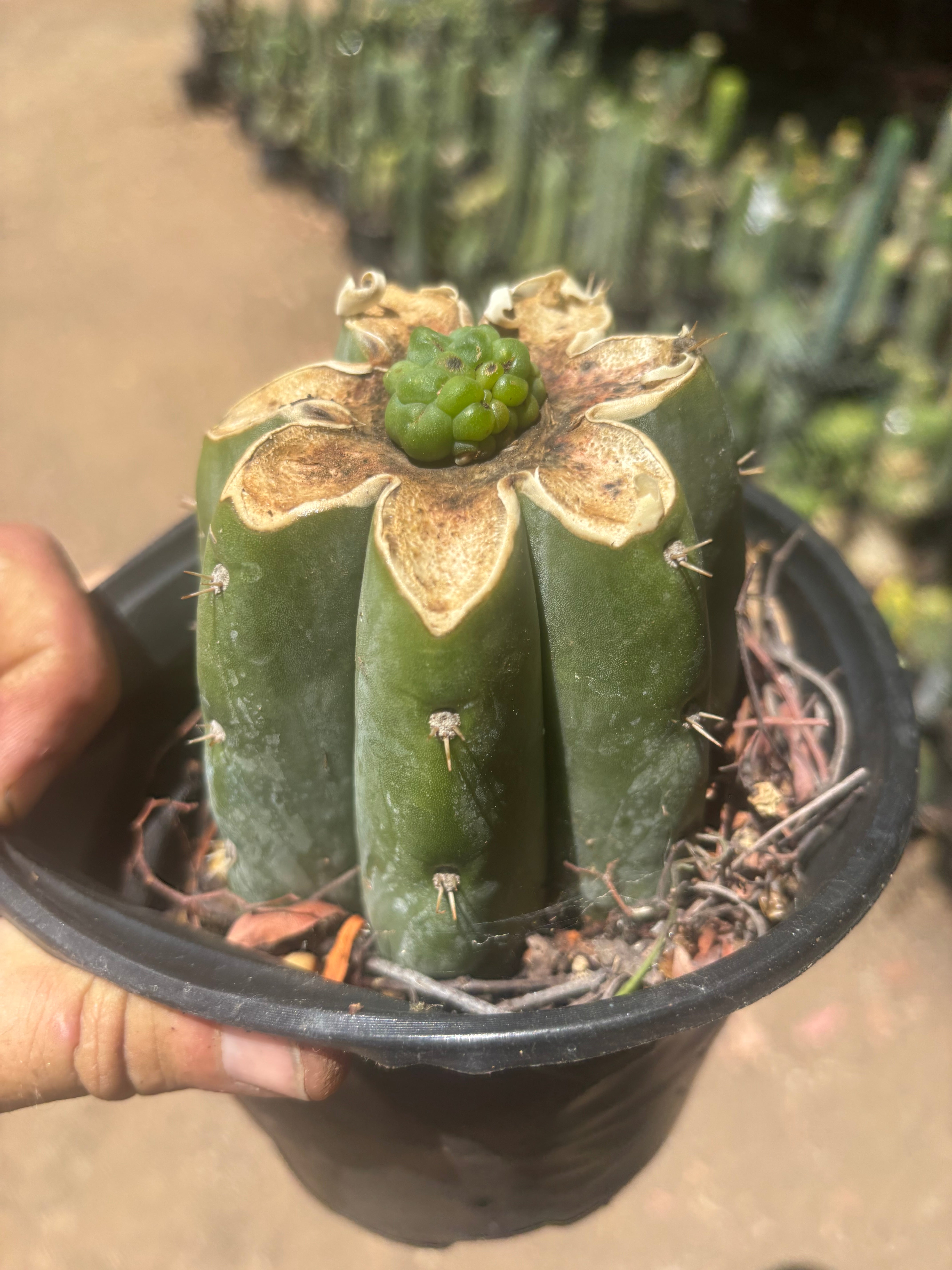 💎👑💎 Havran — Pup Graft on Rooted Shine01