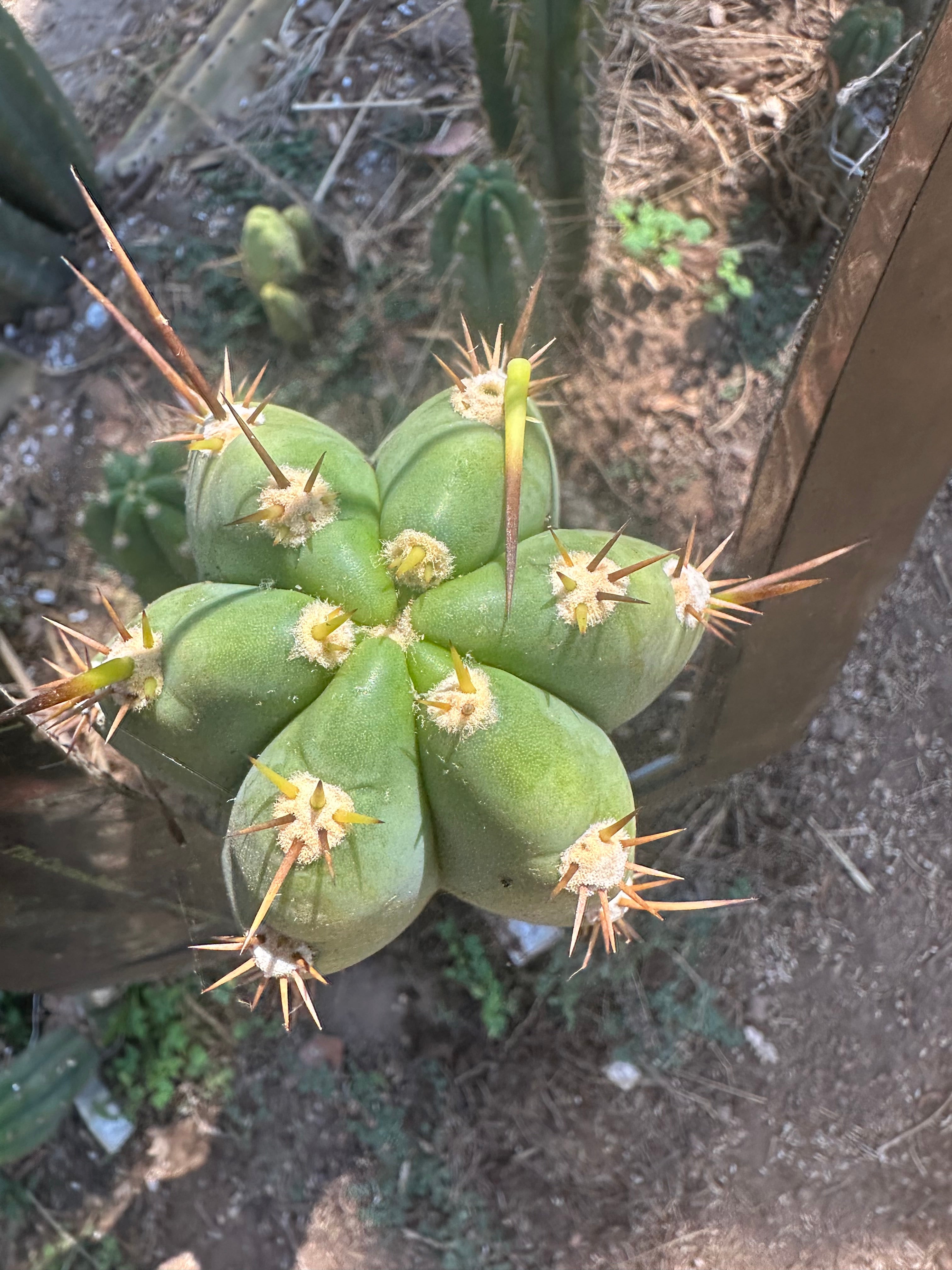 👑 Huaraquina — Chonky 10” Tip