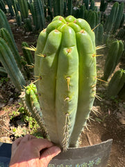 🌶️ 0201 — XL 12” Tip