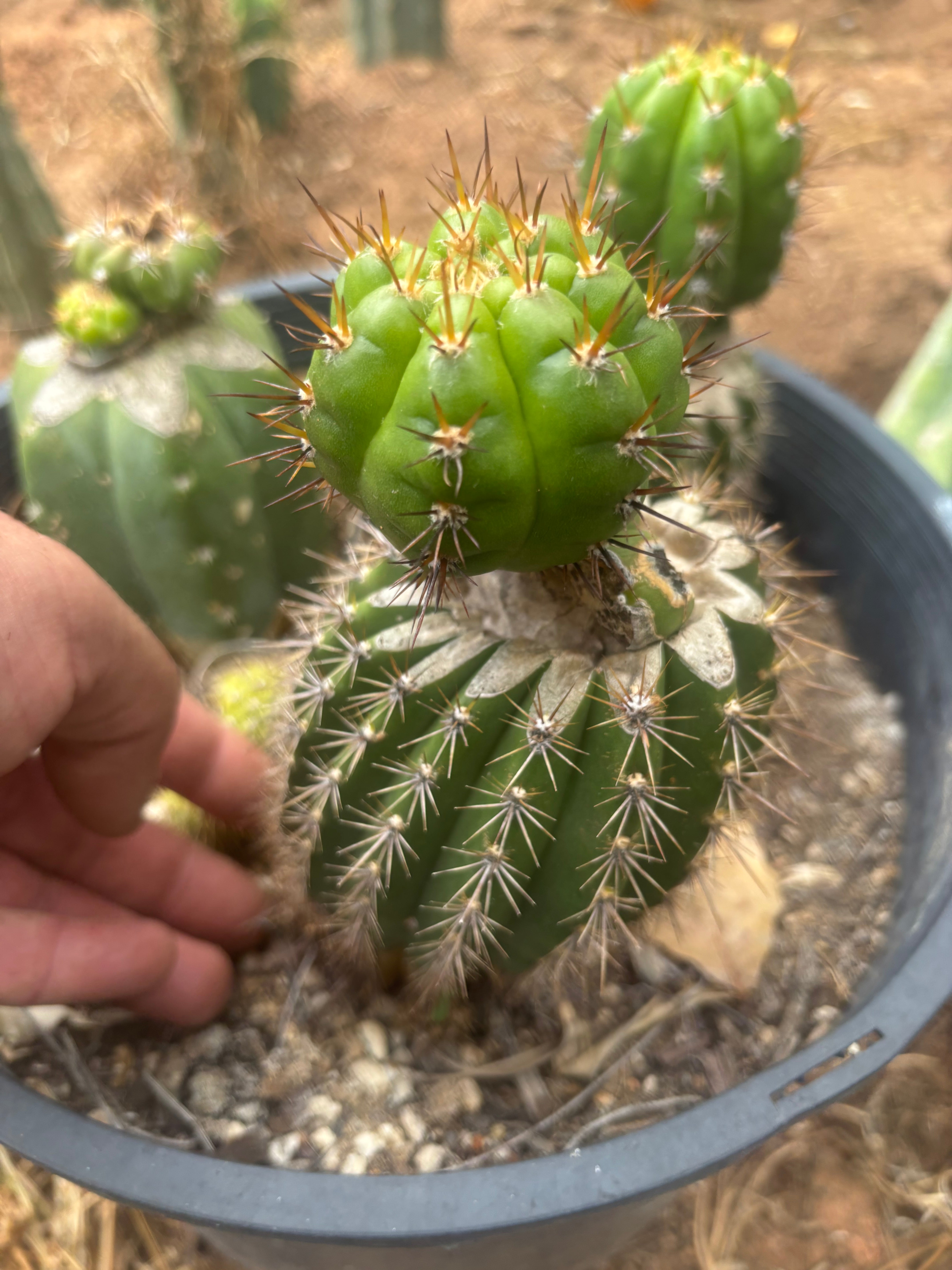 ❗️💎👑💎❗️BK08611.4 Clone A — Pupping Rooted Slab Graft