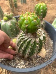 ❗️💎👑💎❗️BK08611.4 Clone A — Pupping Rooted Slab Graft