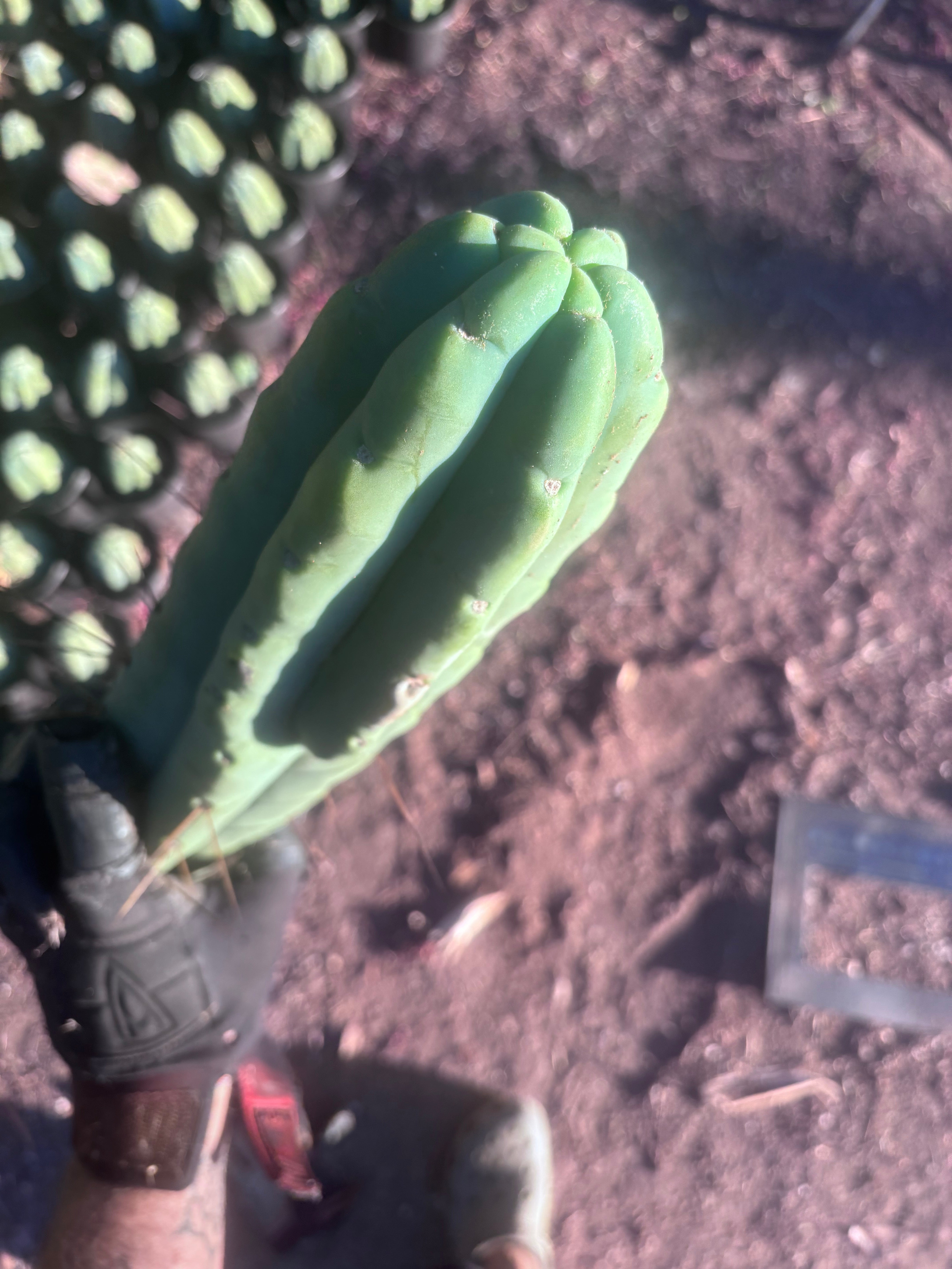 👑💎🌶️🌶️ Eileen — 17” Mega Tip