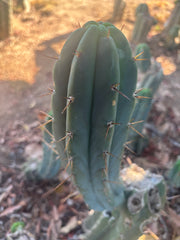 👑🌶️🌶️ Pala — Another 9” Tip