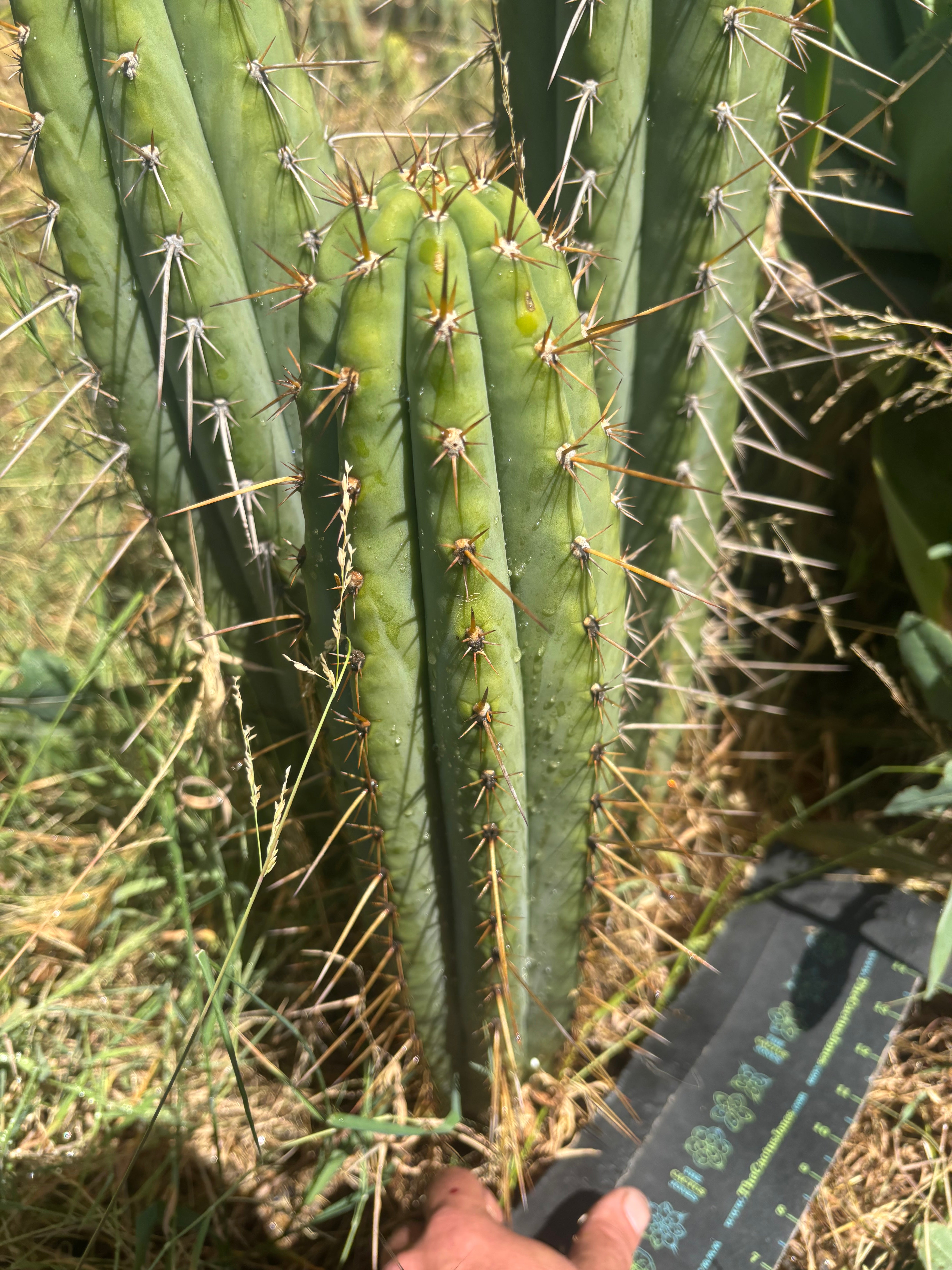 💎👑🌶️ Xochi — XL 16” Tip
