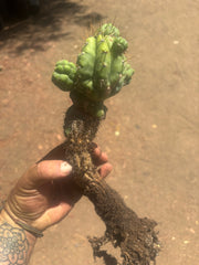 💎👑💎 Havran — Established Multi-Pup Graft on Spachianus