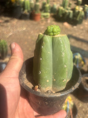 💎👑💎 Havran — Pup Graft on Rooted Pierre