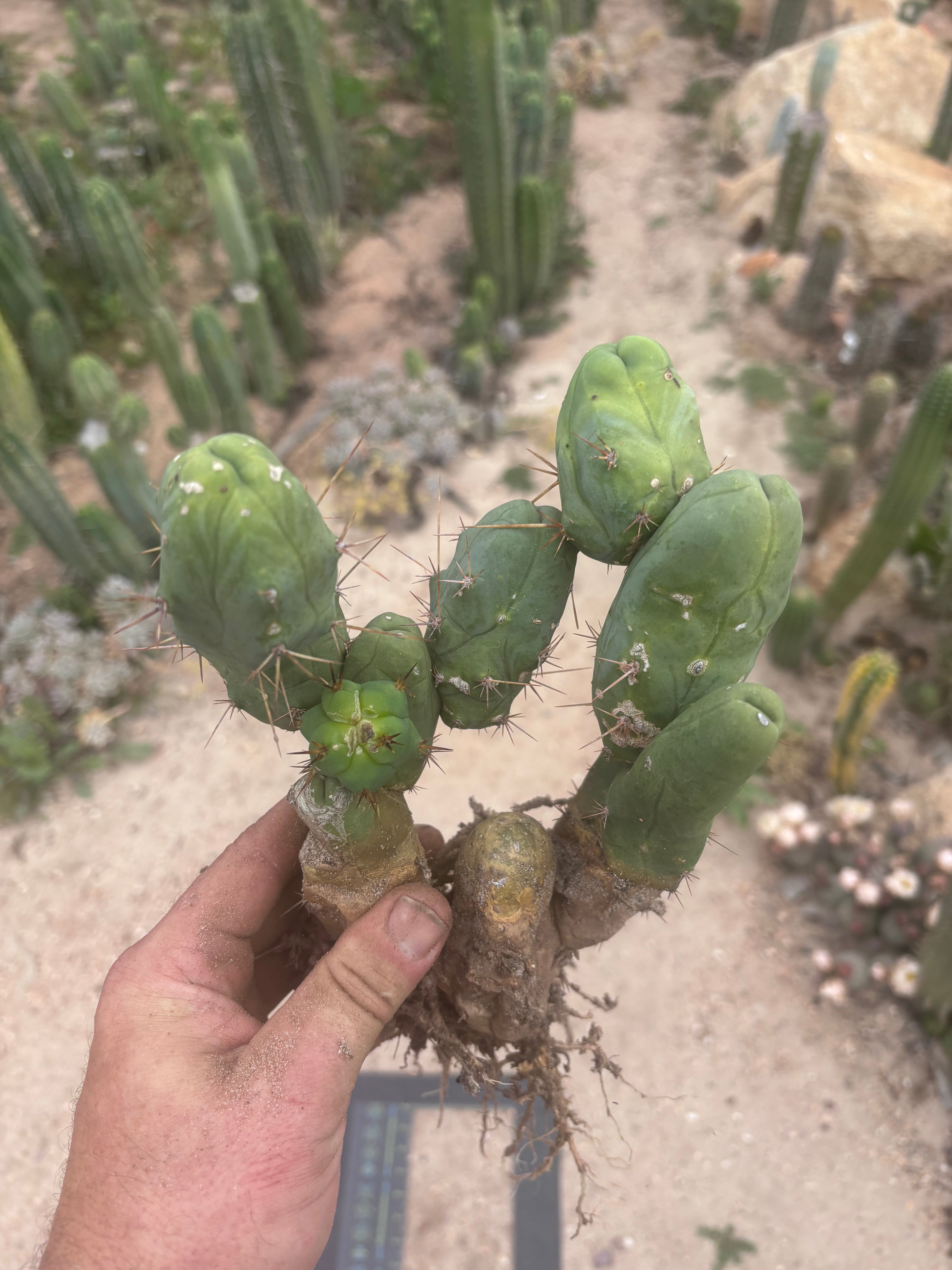 👑🌶️🌶️  TBM Clone B — XL Fully Rooted