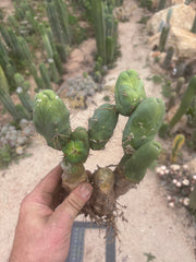 👑🌶️🌶️  TBM Clone B — XL Fully Rooted