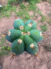 💎👑🌶️💎  Hyperspace Pixie! — 8” Tip