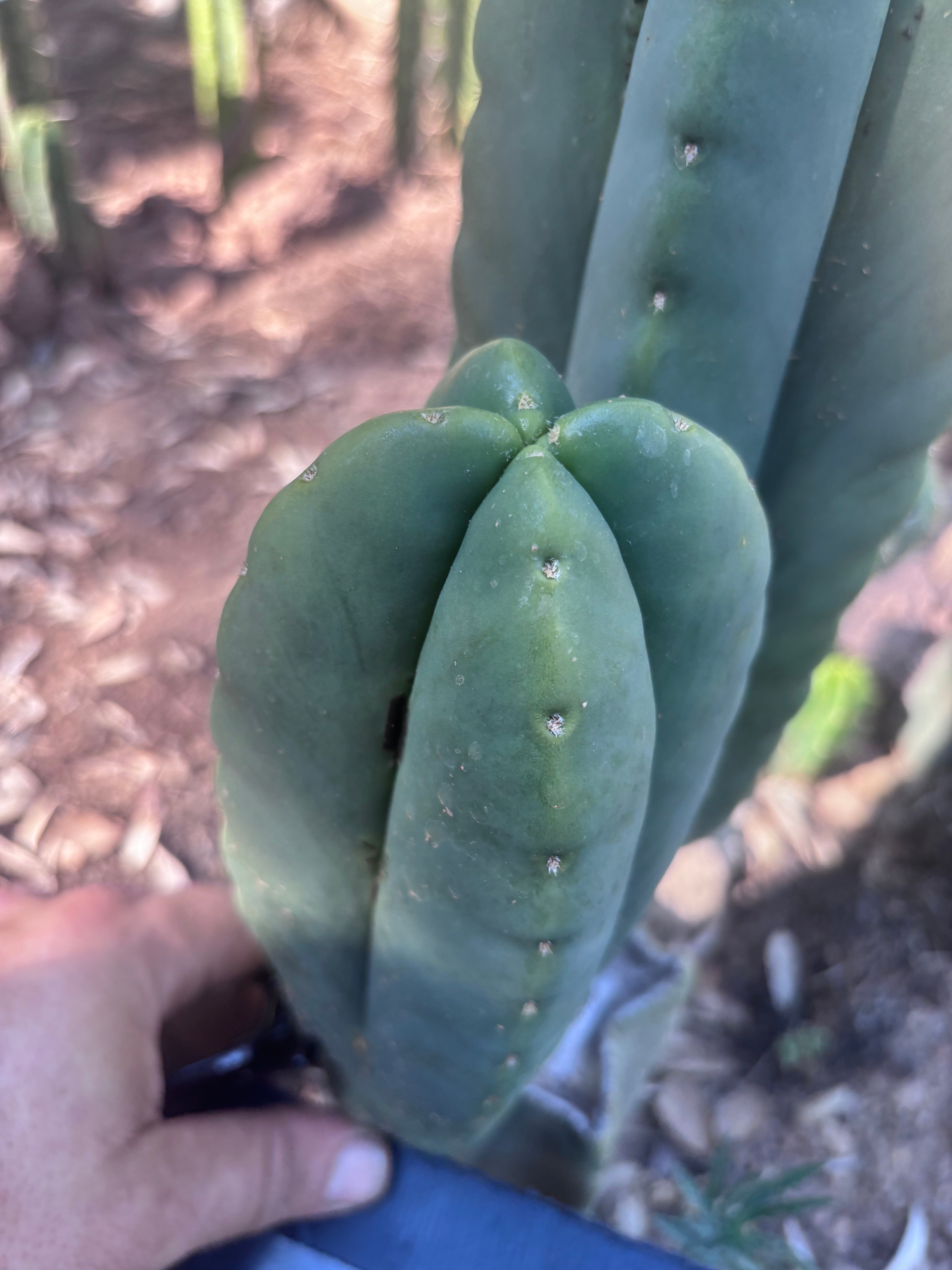 👑🌶️ Zulk — Fourwang 8” Pup