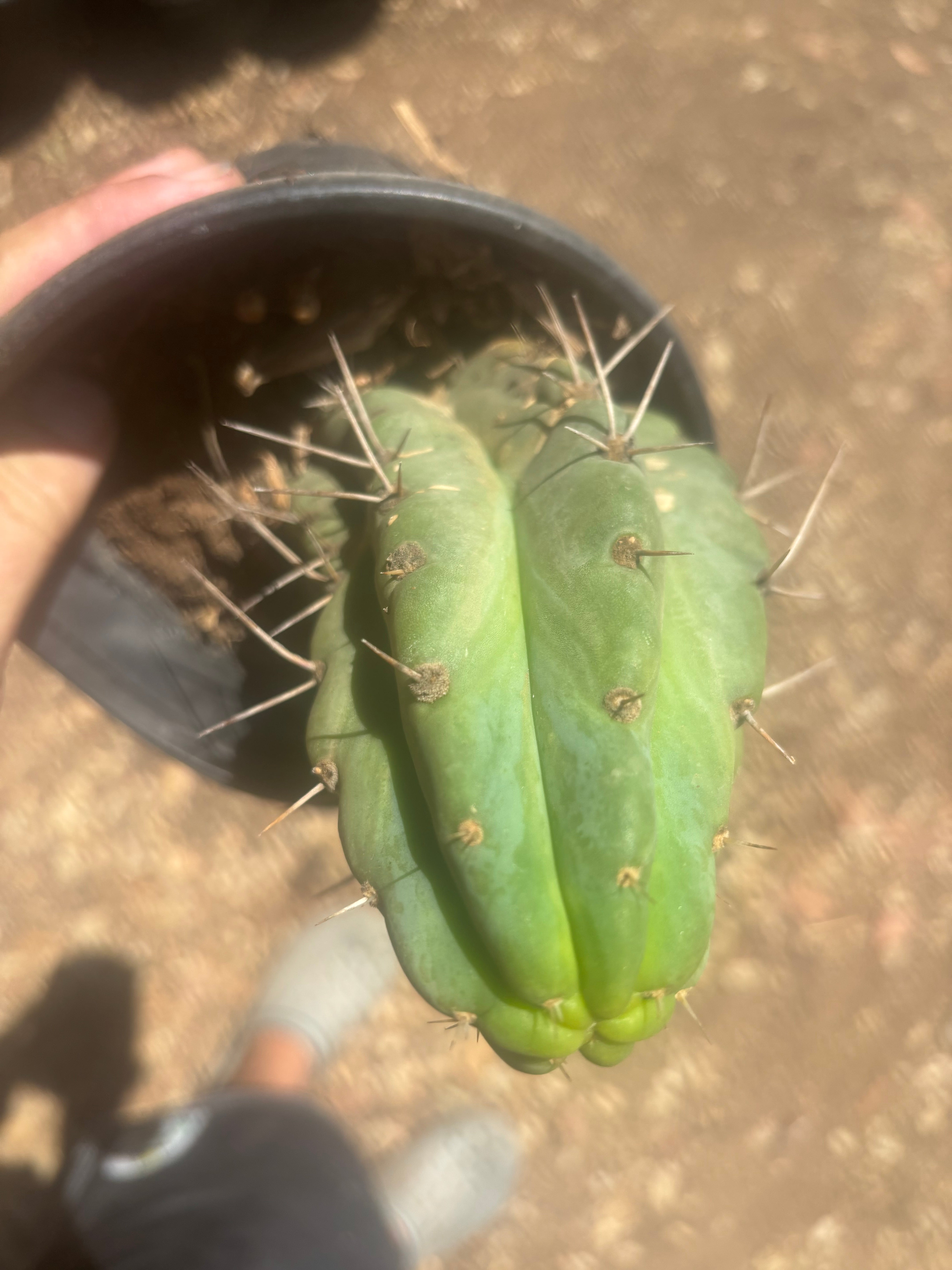 💎🌶️🌶️ NOM — Fully Rooted Grenade