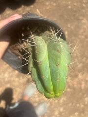 💎🌶️🌶️ NOM — Fully Rooted Grenade