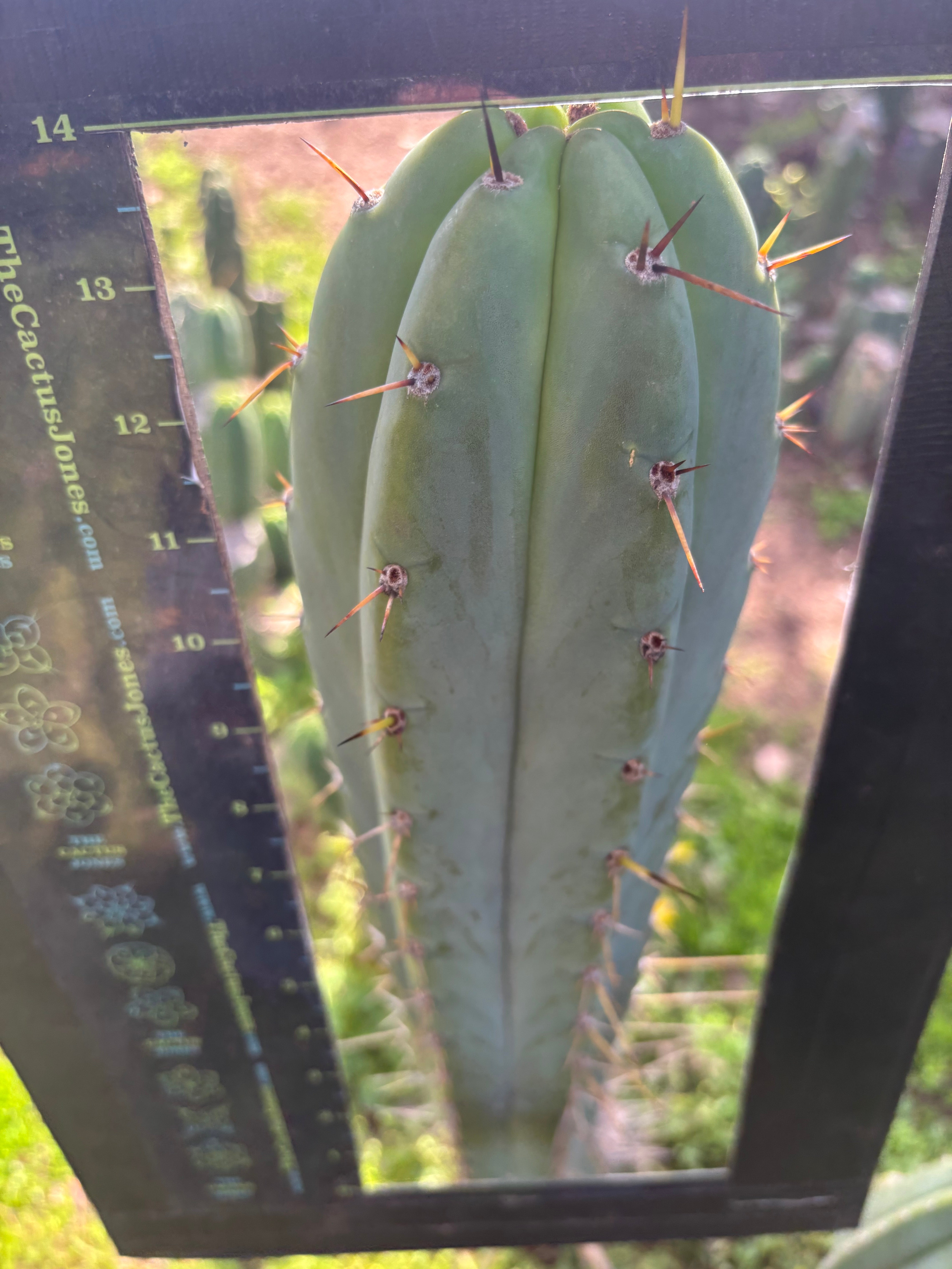 SS02 x Huanu — XL Beefy 14” Tip