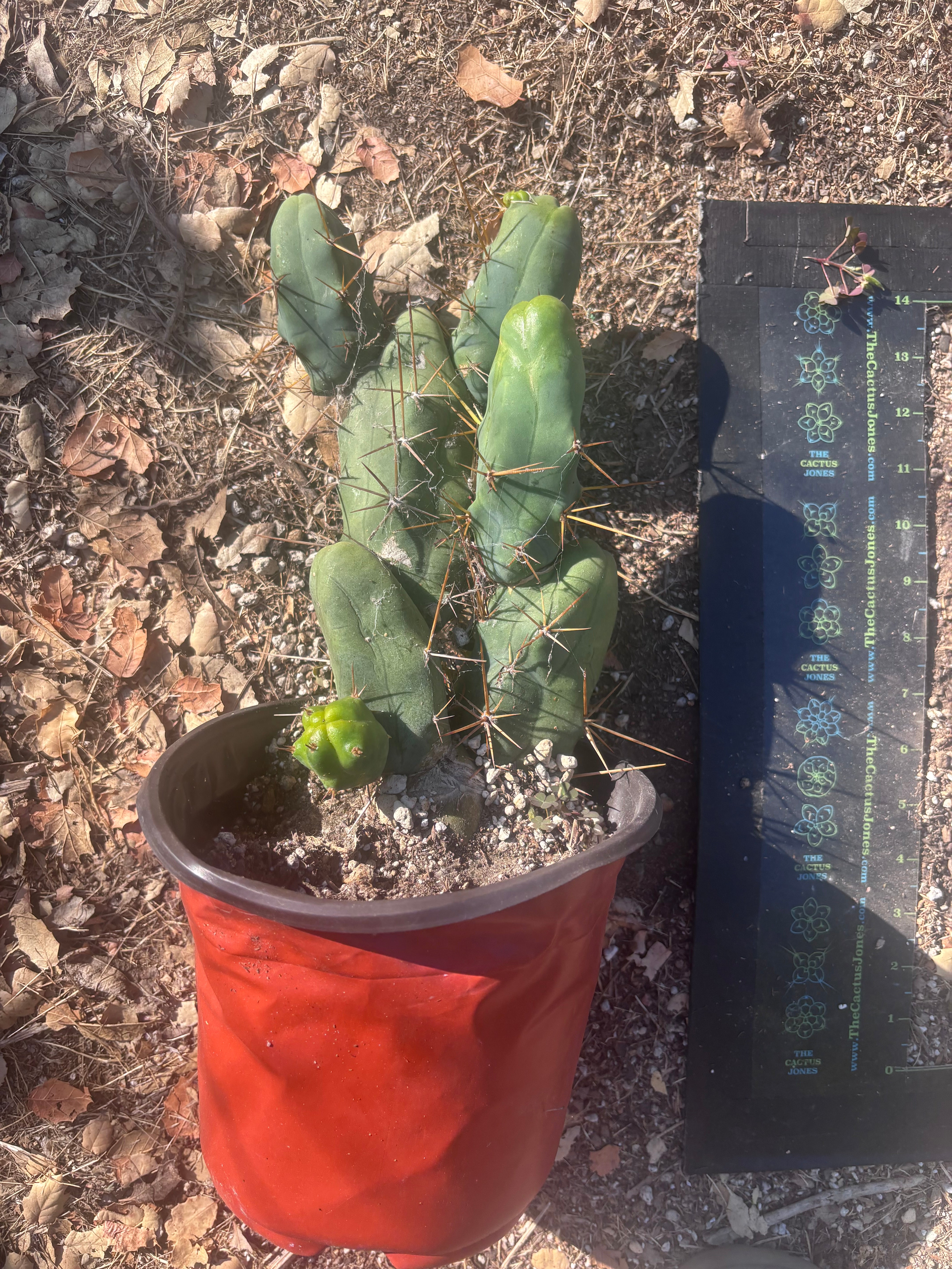 👑🌶️🌶️  TBM Clone B — Large, Fully Rooted