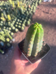 👑🌶️ Ventucky Blue — Rooted Tip