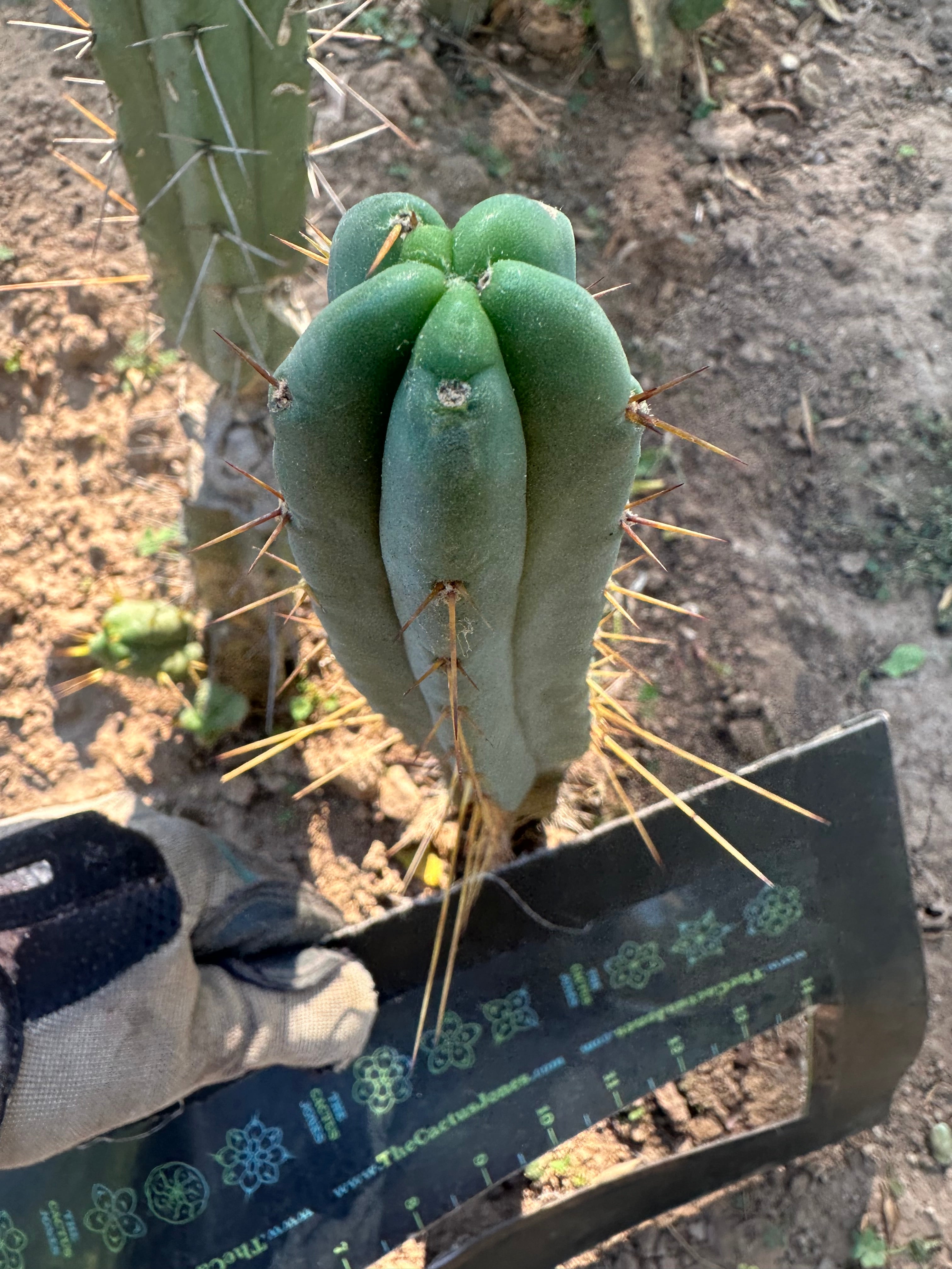 👑🌶️🌶️ Dulzura — 10” Tips (Restocked)