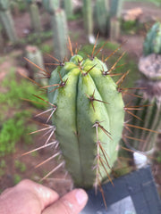 👑💎🌶️ CSD — 6.5” Tip