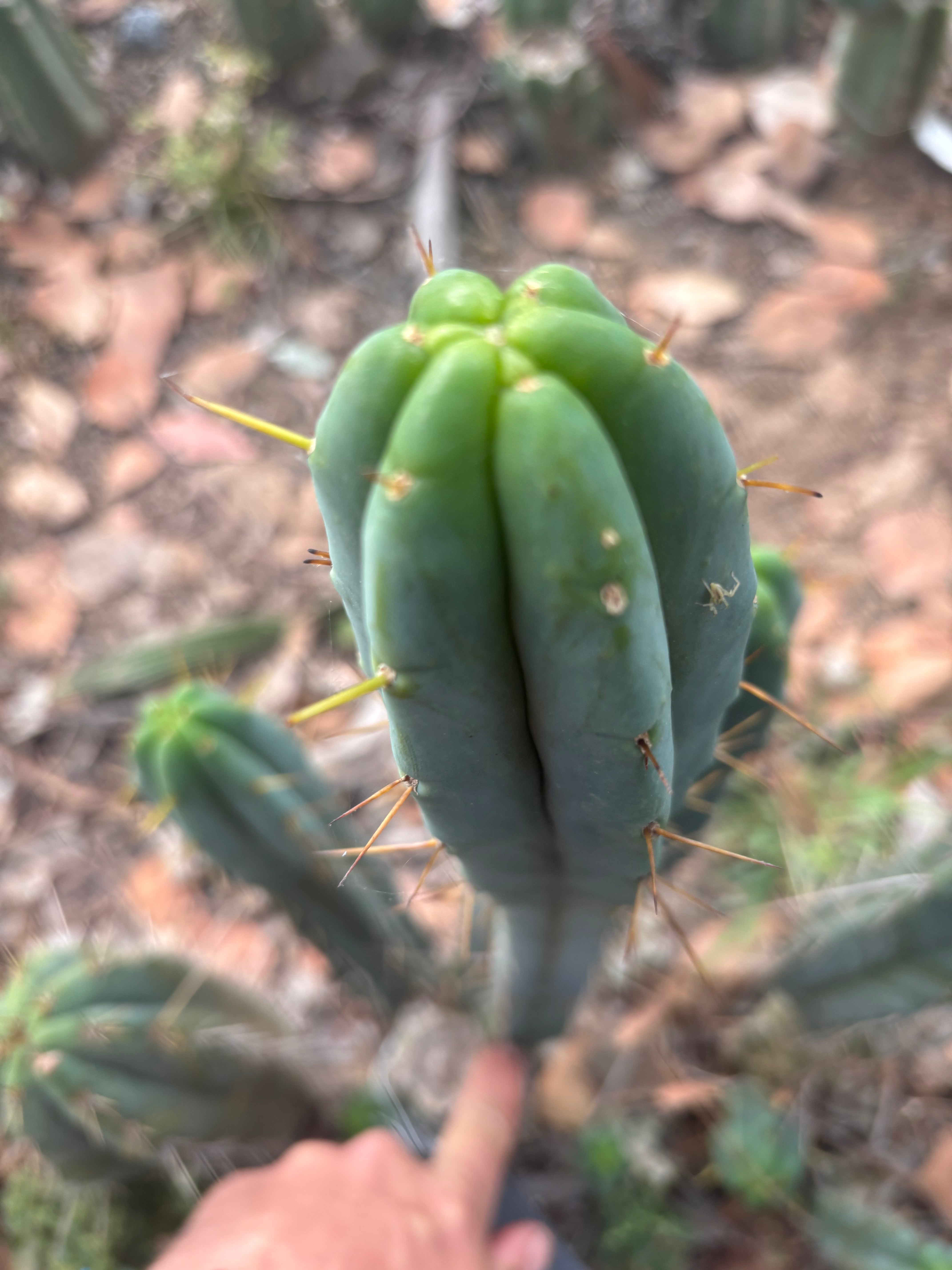 🌶️🌶️ The Baker Helen Bridge — 15” Pup