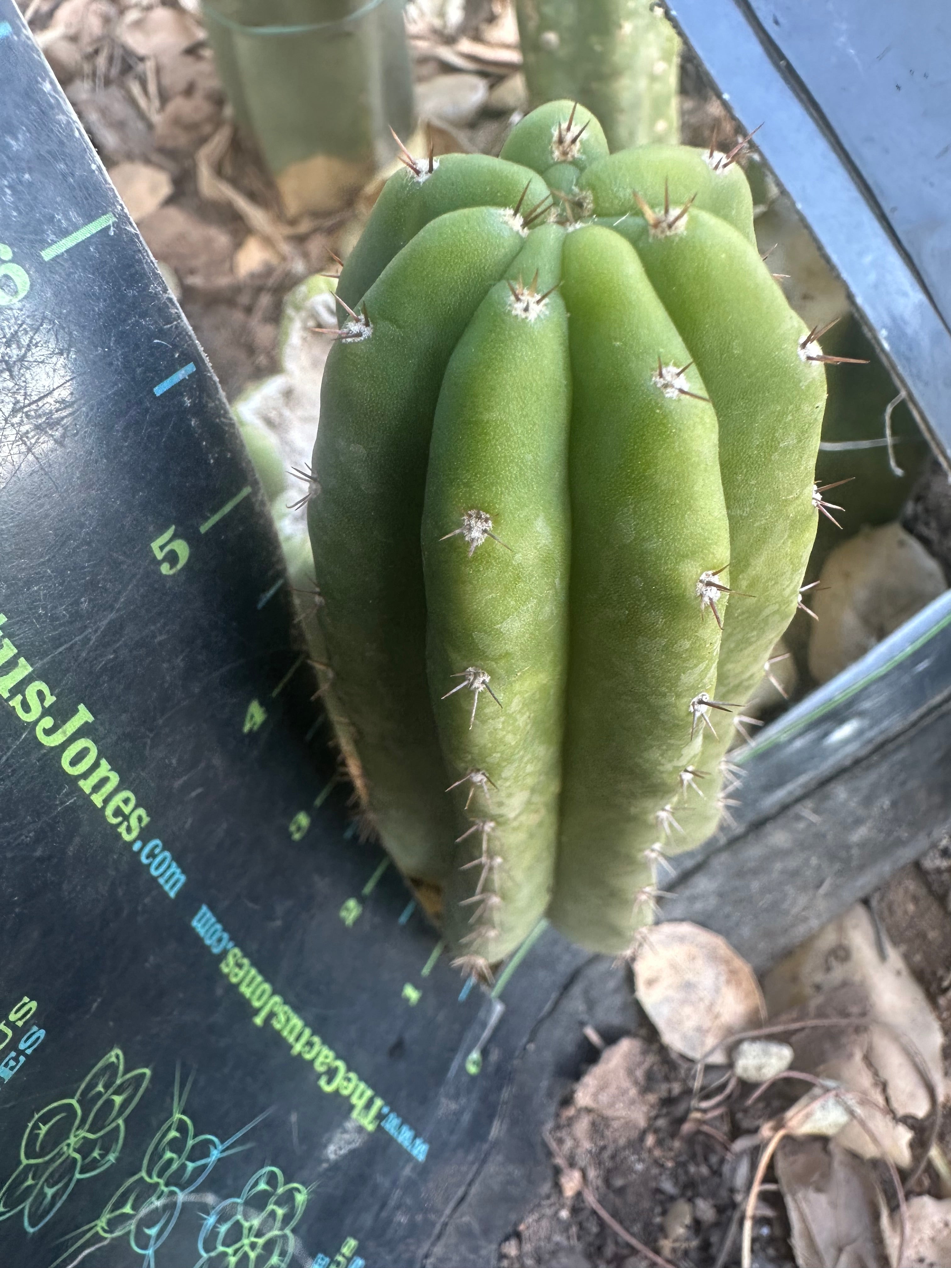 💎👑🌶️🌶️ KR04 — 6” Pup