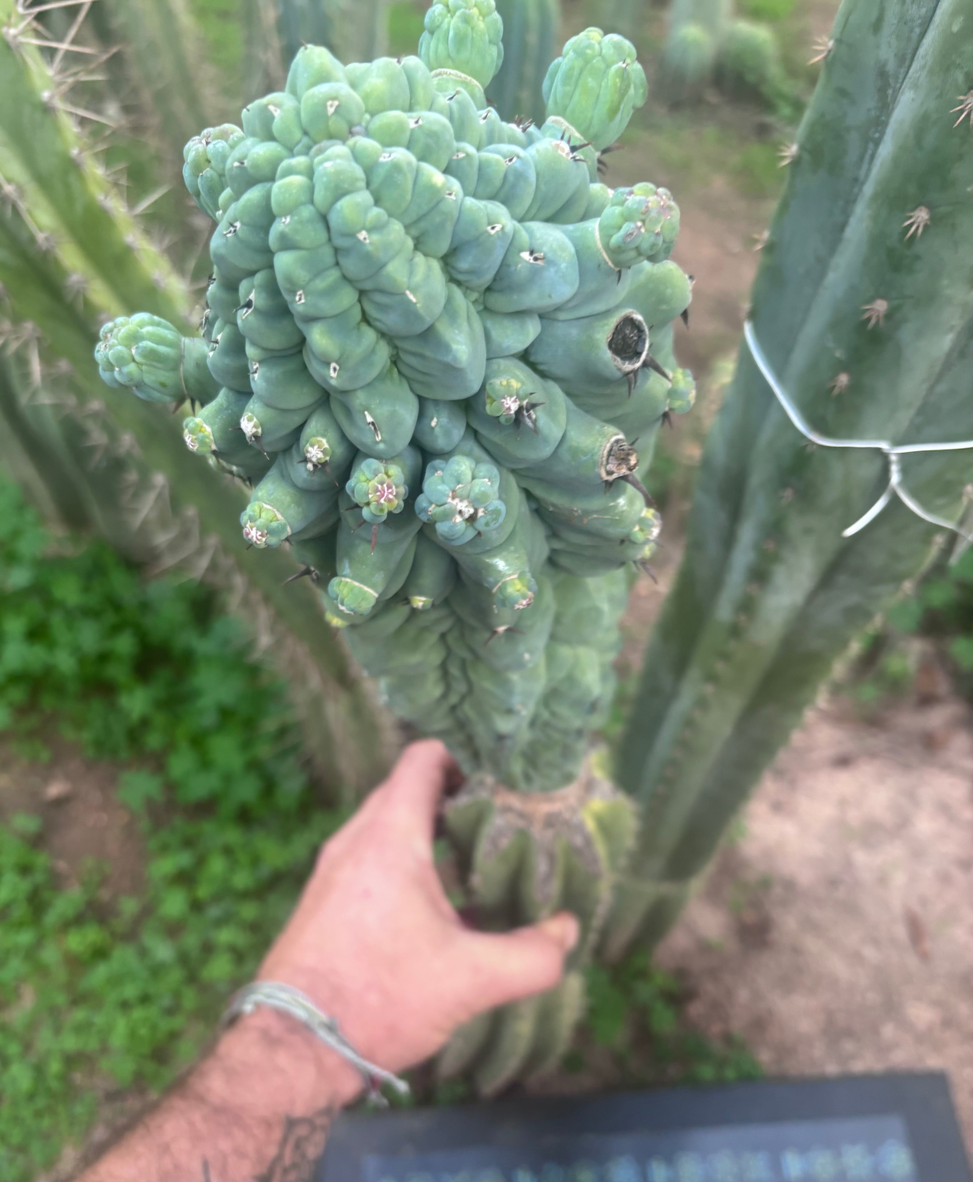 💎👑💎 Glorp — XXL Pupsplosion Graft (Re-Listing)