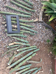 🌶️🌶️ Dulzura 12” MIDS