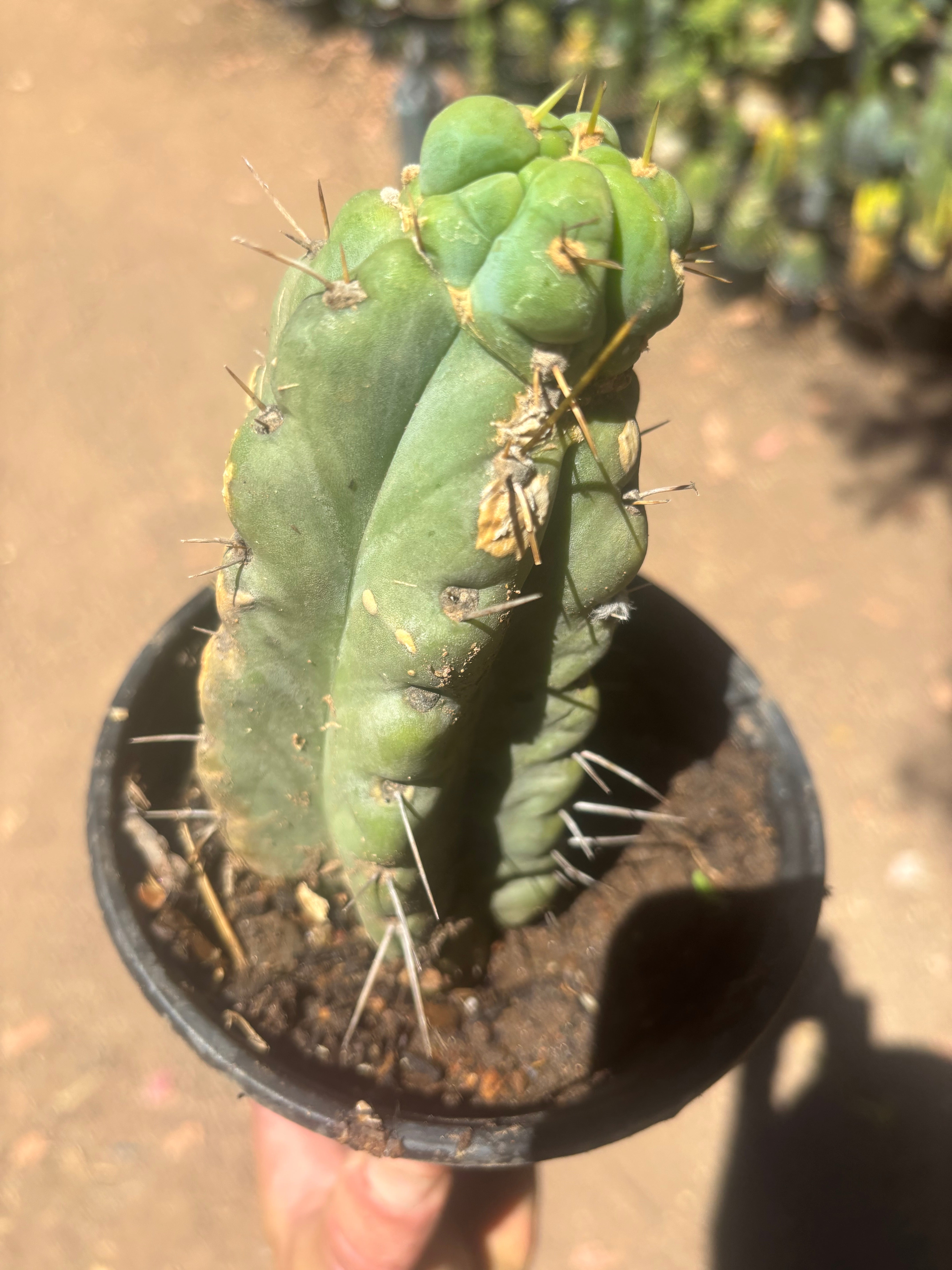 💎🌶️🌶️ NOM — Rooted Pup