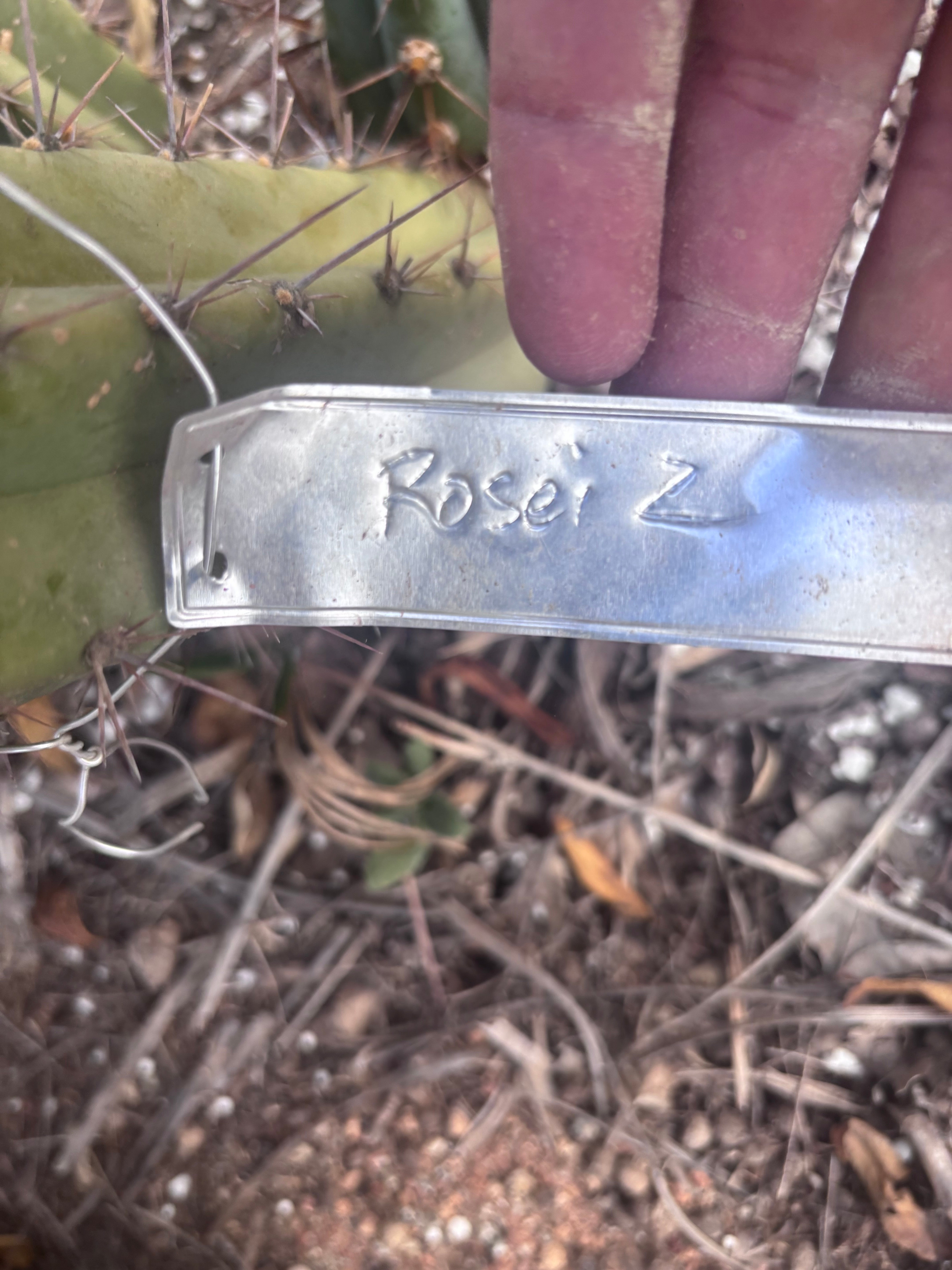 💎👑 Rosei 2 — 12” Pup