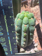 💎👑🌶️  Ichoca — 6.5” Pup