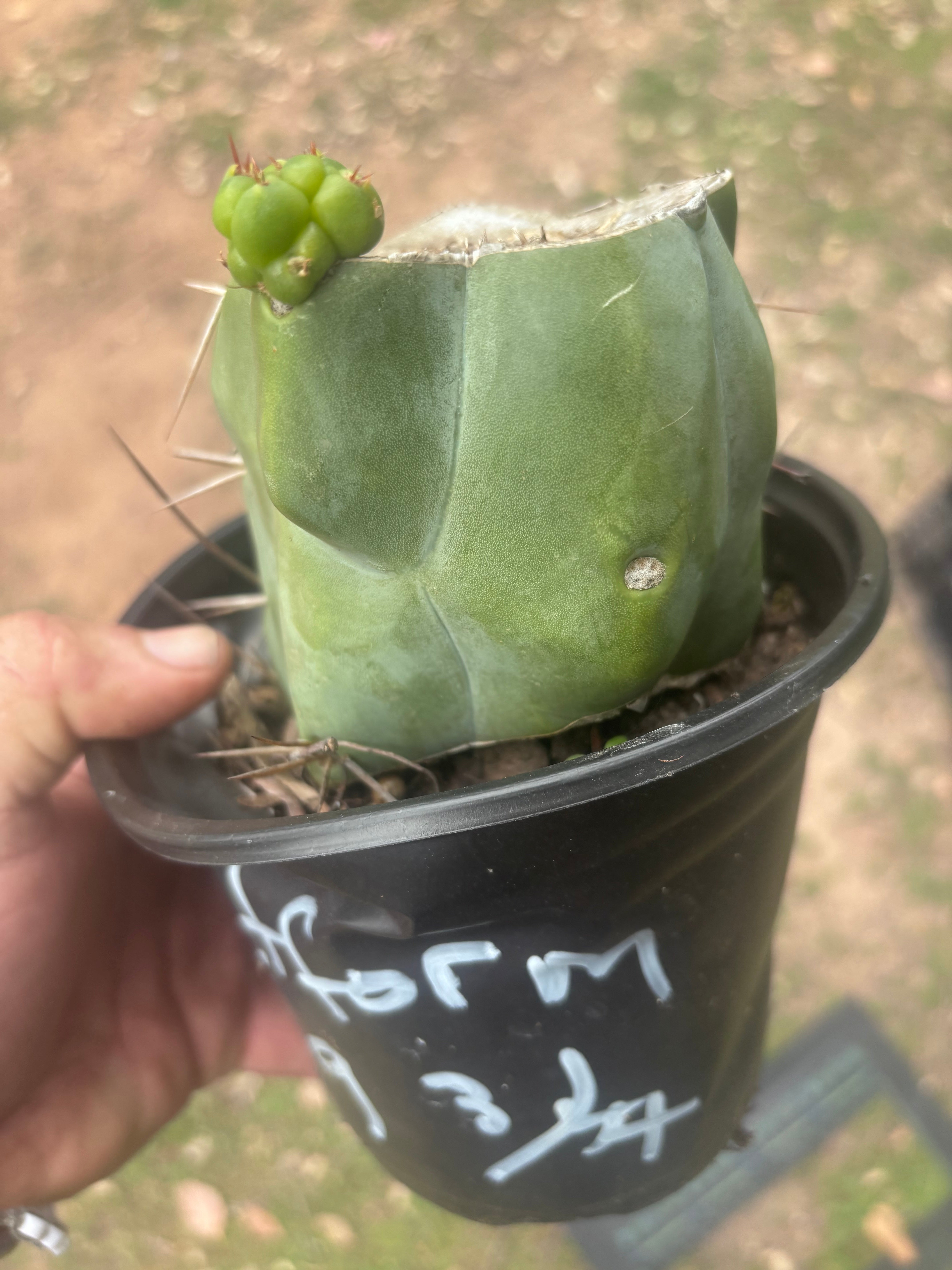 💎💎👑🌶️ Platform 9 3/4  — Rooted and Pupping Mid Chonk