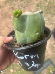 💎💎👑🌶️ Platform 9 3/4  — Rooted and Pupping Mid Chonk