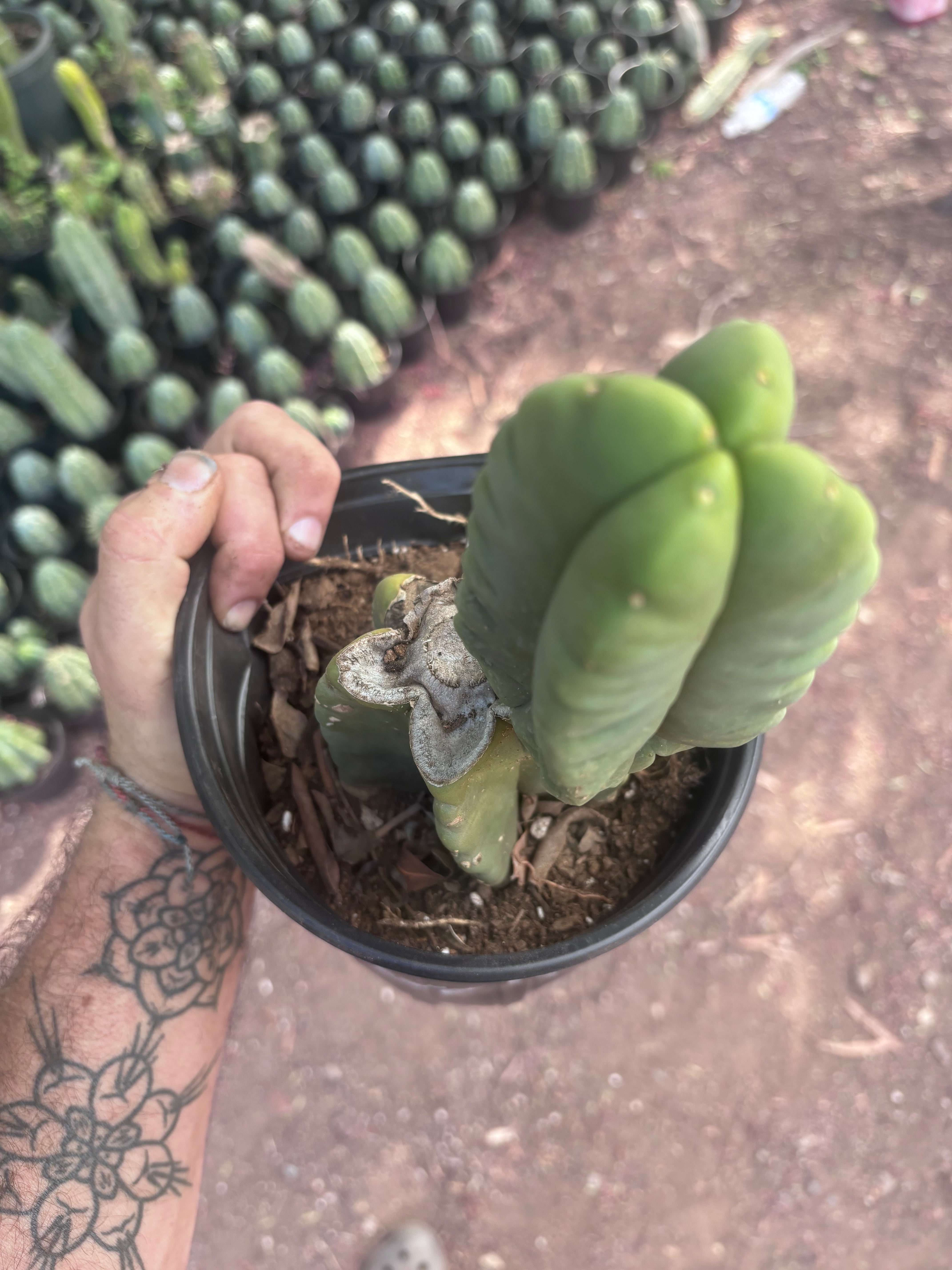 💎👑💎🌶️ Ferah — Rooted Mid with Fourwang Pup