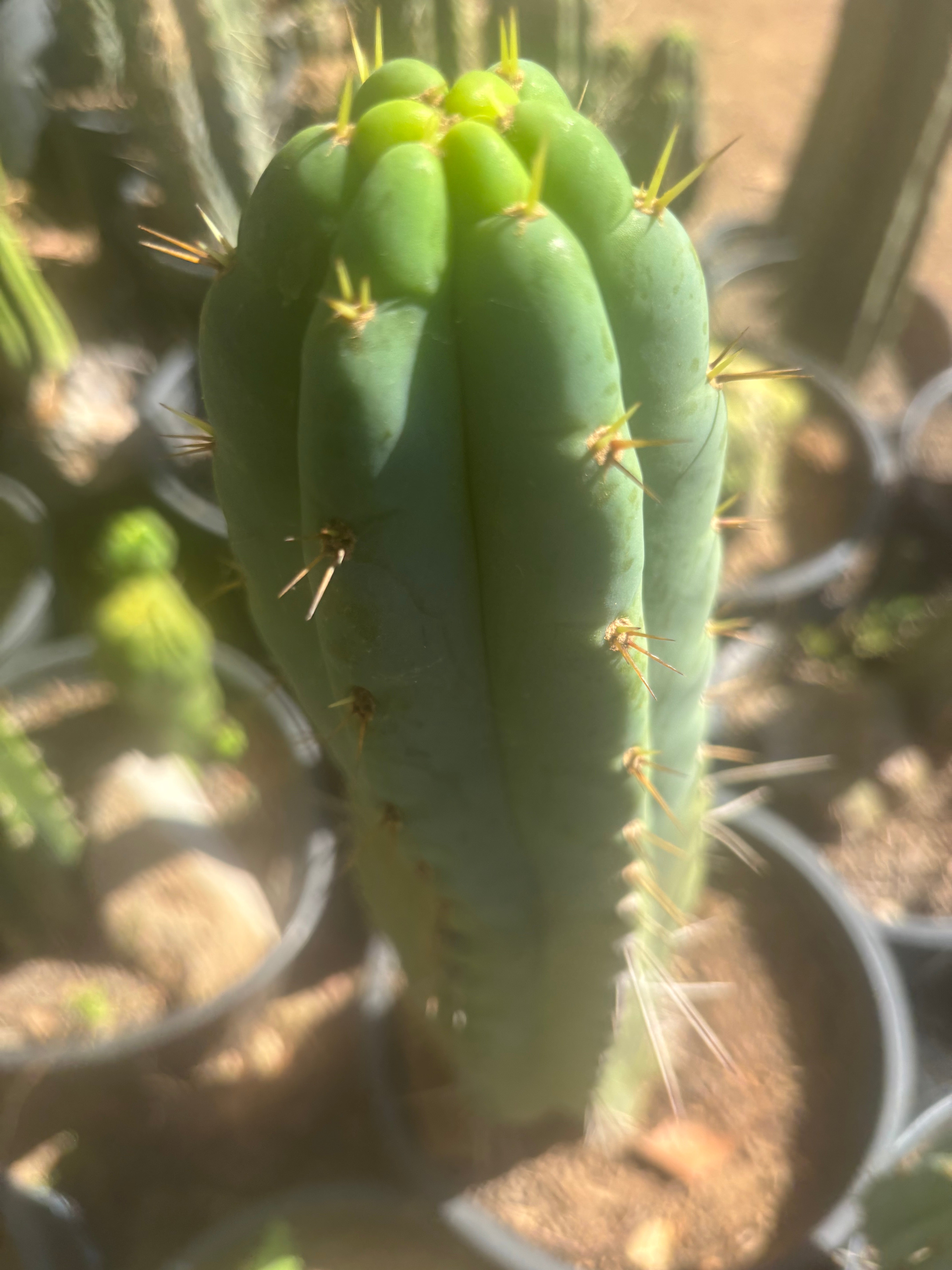 💎🌶️🌶️ NOM — 10” Tip