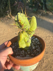 👑🌶️🌶️  TBM Clone B — Fully Rooted