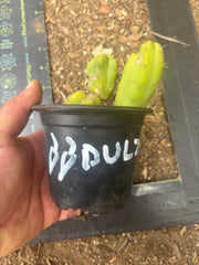 👑🌶️🌶️ Dulzura — Two Lil’ Rooted Tips