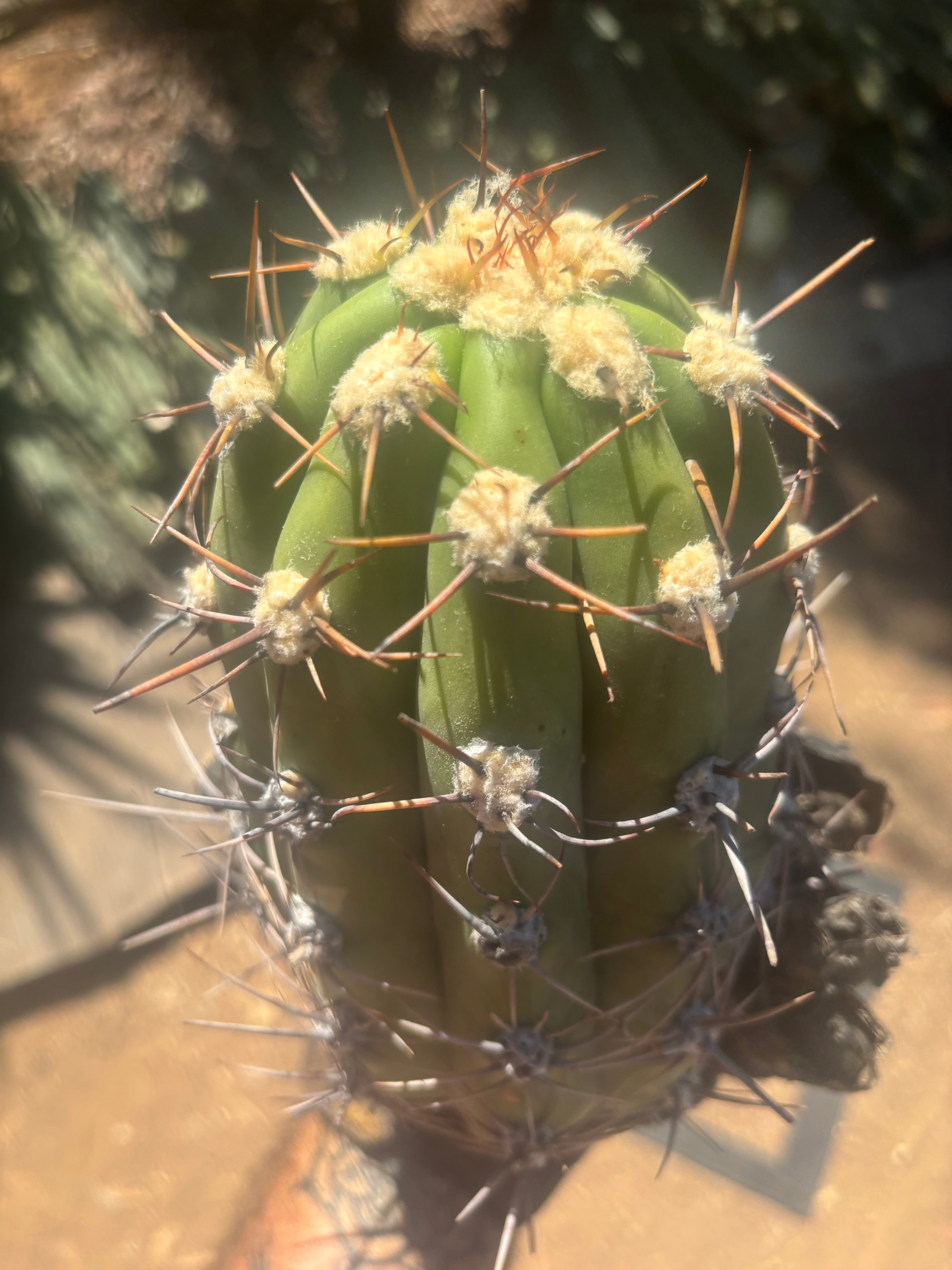 💎⚔️ Taquimbalensis — 8” Spike Melon