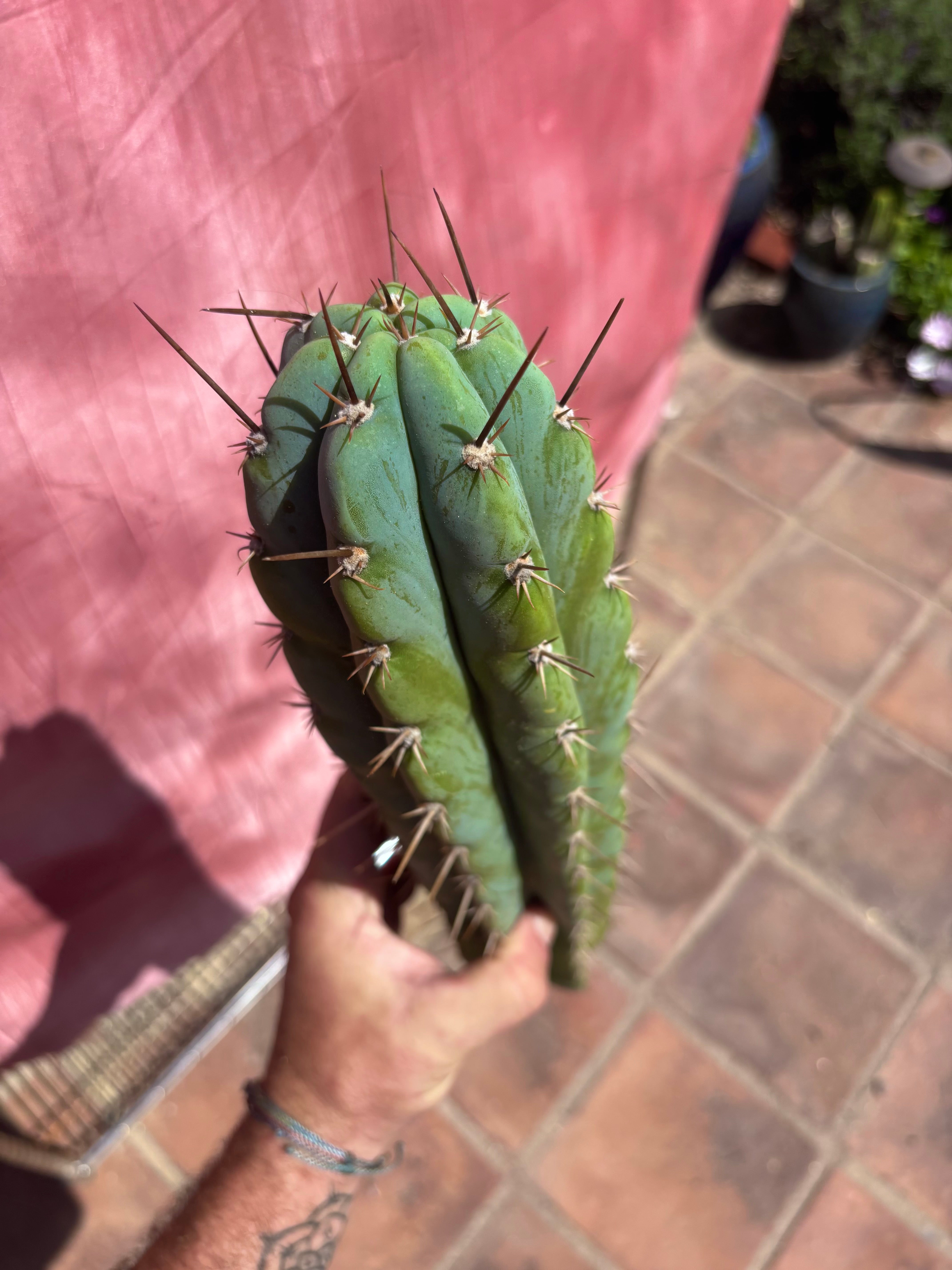 👑 Icaros — 14” Tip