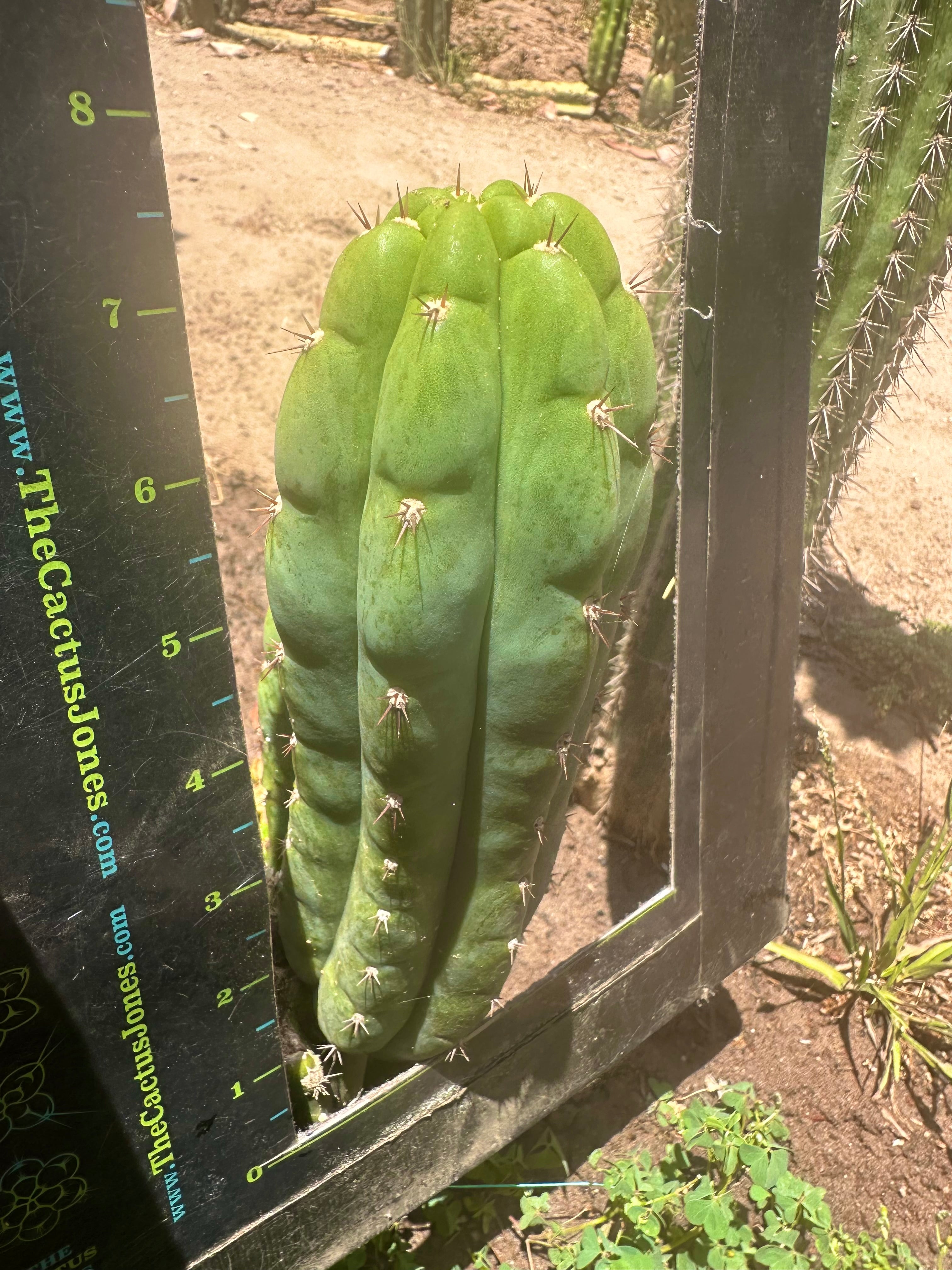 👑🌶️ Blue Ecuador— 8” Pup